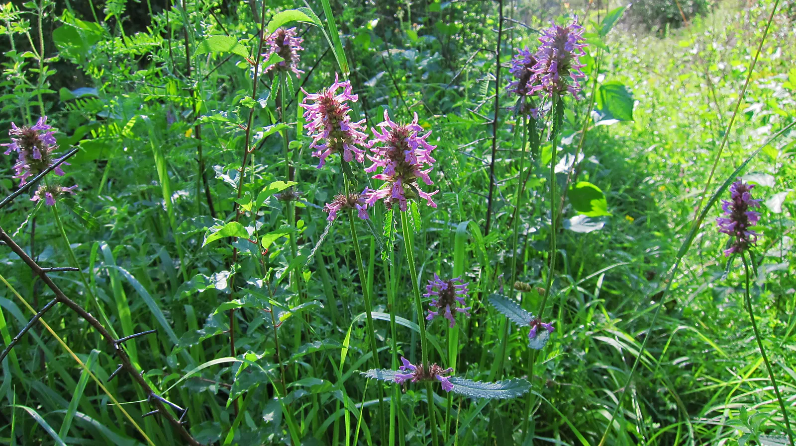 Bishop's Wort (Stachys Officinalis) — perennial for full or half; or as part of a cottage garden theme can create a scenic and harmonious outdoor, image 155