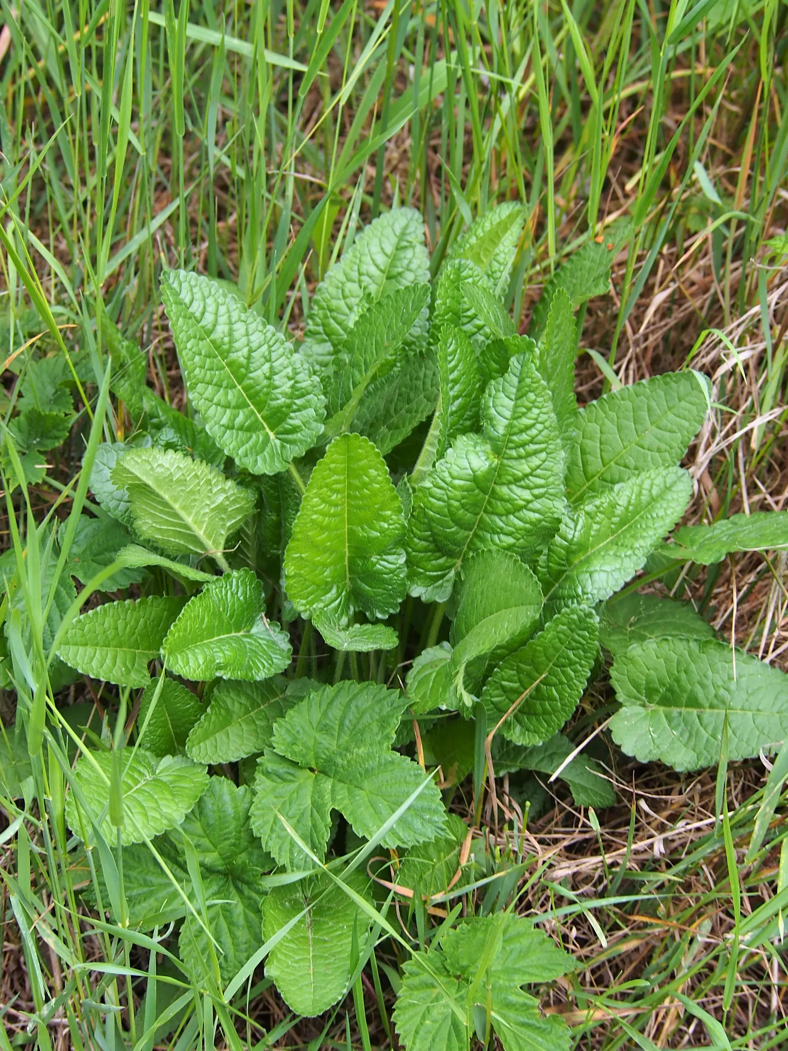 Bishop's Wort (Stachys Officinalis) — Its foliage presents a rich; as it was once believed to have various healing properties, image 137
