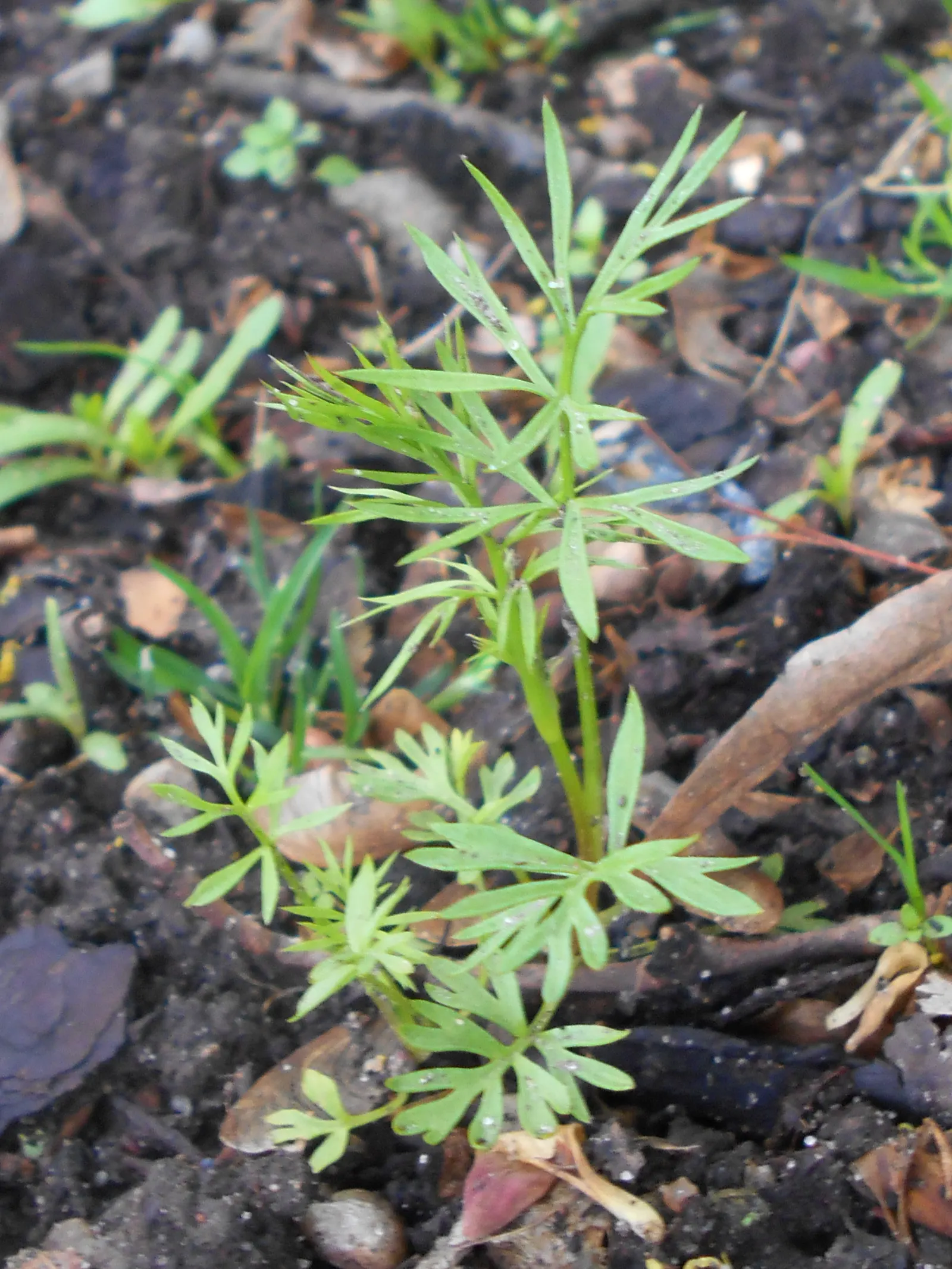 Bishop's Wort (Stachys Officinalis) — promoting biodiversity in the garden.<br><br>Preferring full sun to partial shade; perennial with pink and, image 80