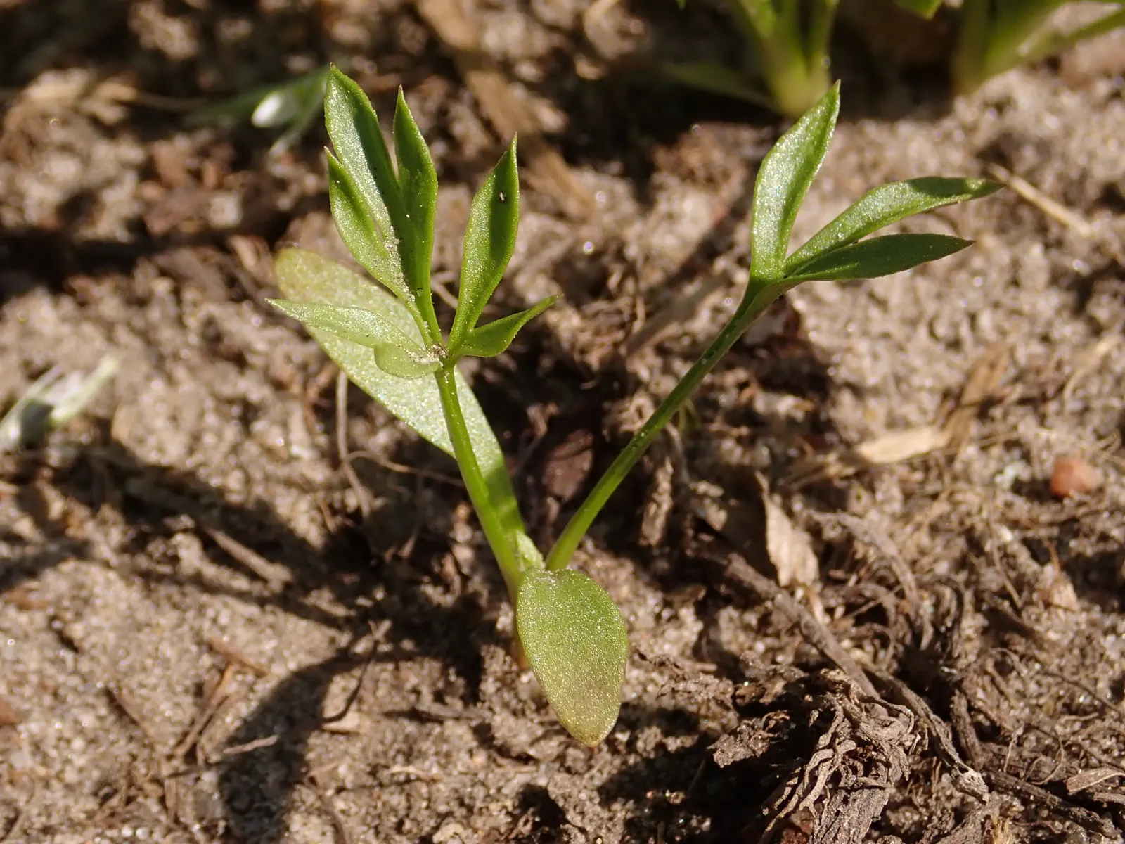 Bishop's Wort (Stachys Officinalis) — pink and red flowers in the garden; deep green color with leaves that are gently serrated, image 91