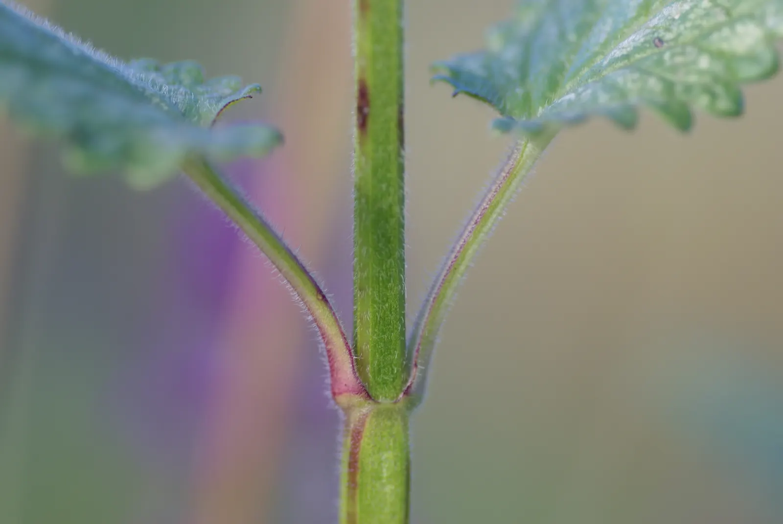 Bishop's Wort (Stachys Officinalis) — establishing itself with square stems indicative of the Lamiaceae family; stachys officinalis thrives in, image 167