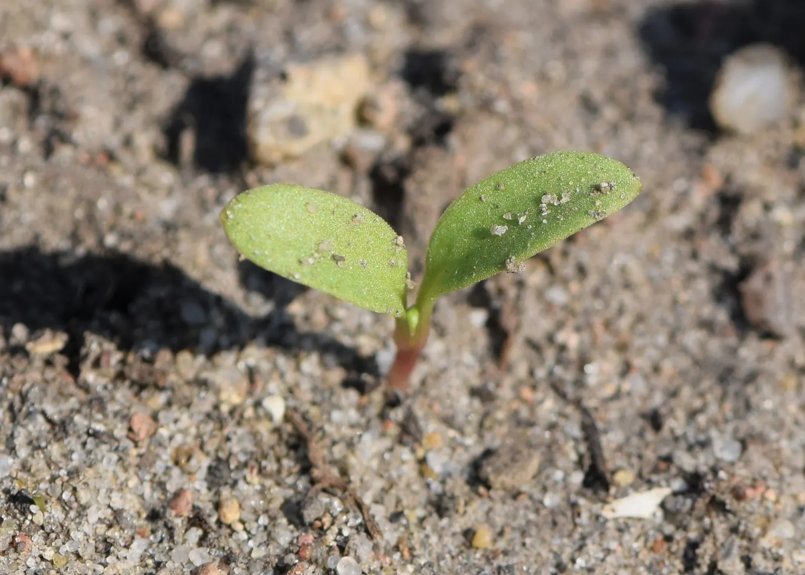 Bishop's Wort (Stachys Officinalis) — its compact clumping habit; commonly known as Bishop's Wort or Betony, image 67