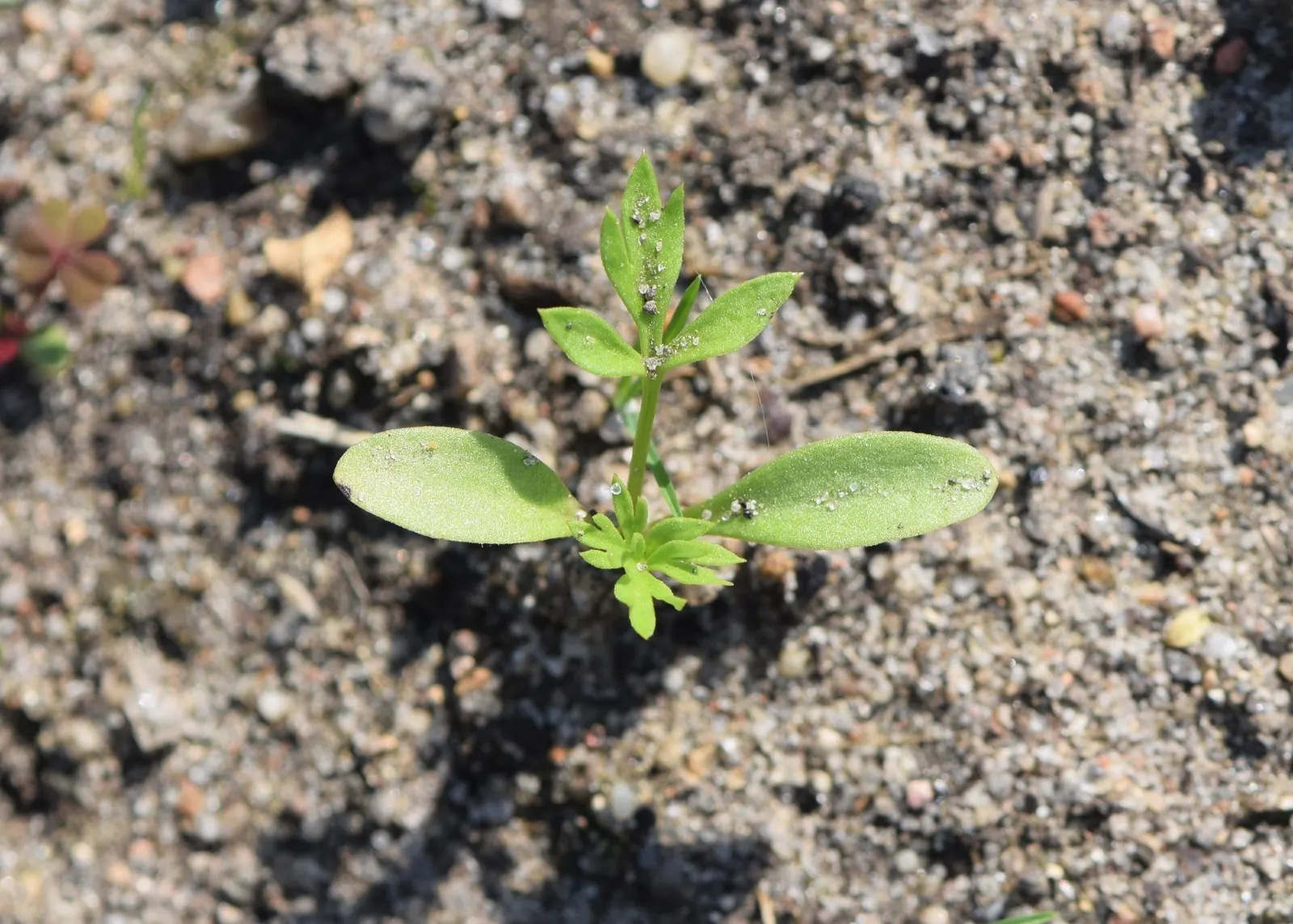 Bishop's Wort (Stachys Officinalis) — is a perennial herb valued for its spikes of vibrant purple flowers atop 1-2 ft stalks; this plant typically, image 64