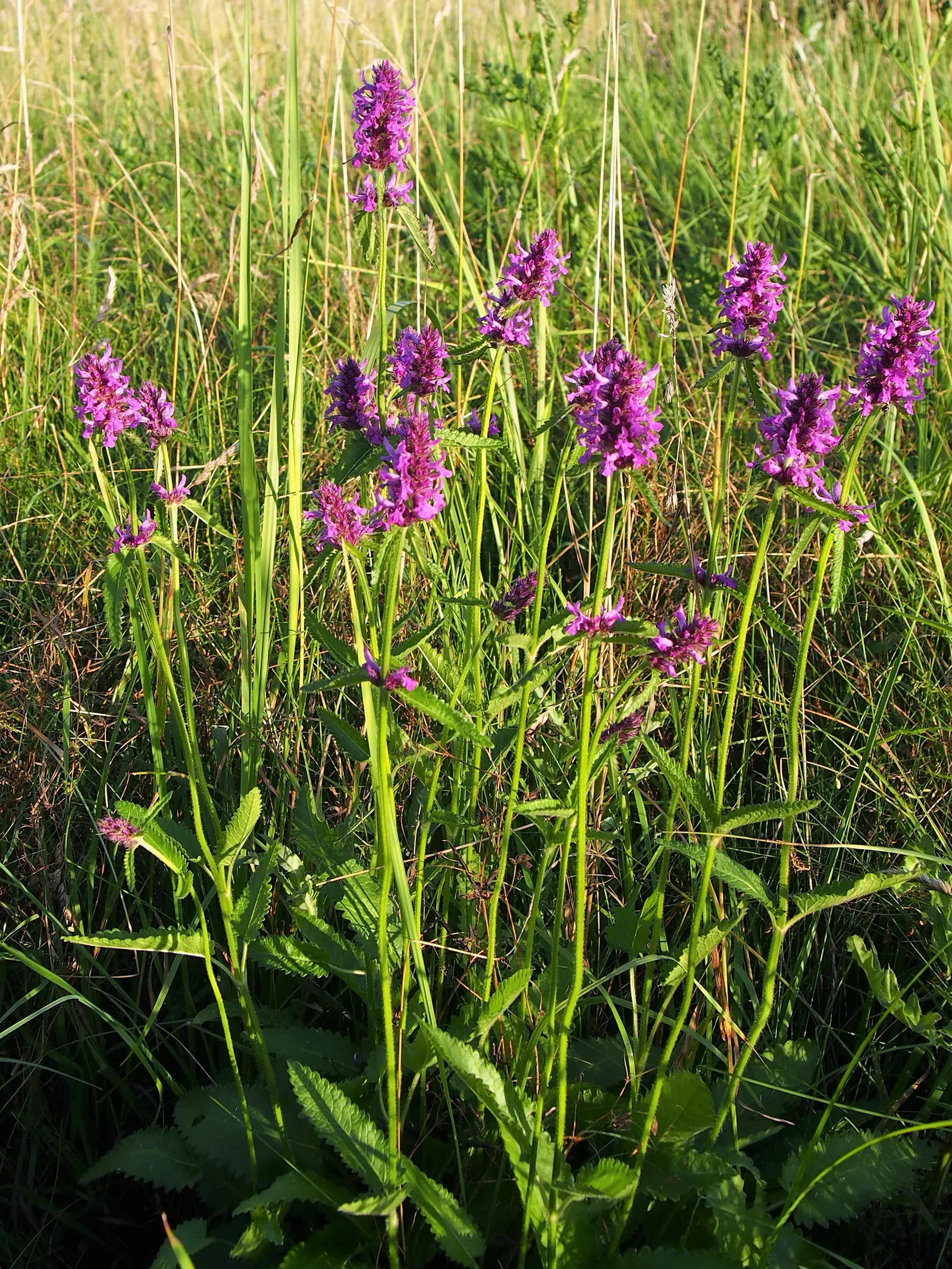 Bishop's Wort (Stachys Officinalis) — with foliage reaching roughly 1-1.5 ft wide; commonly referred to as Bishop's Wort or Betony, image 130
