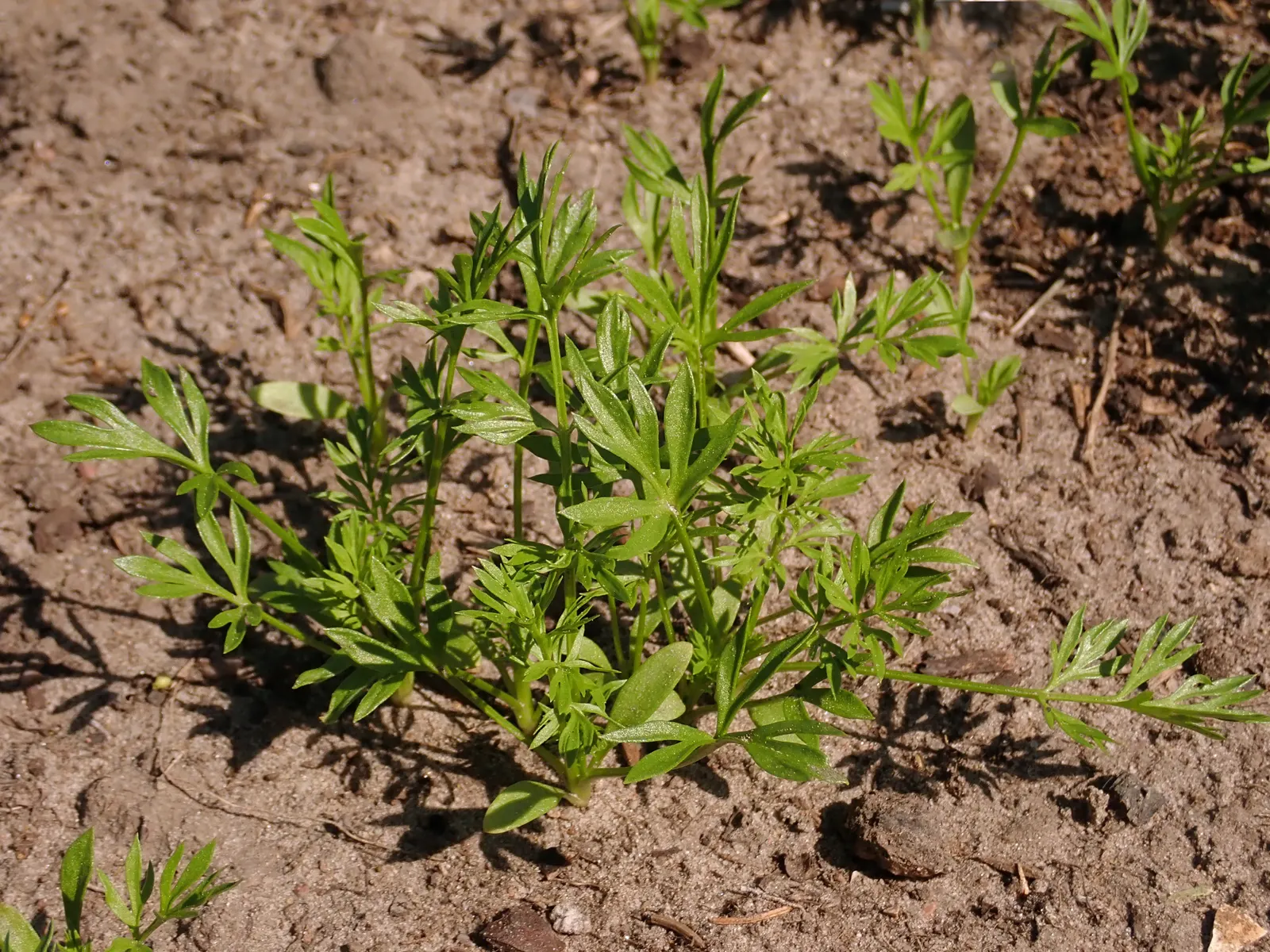 Bishop's Wort (Stachys Officinalis) — making it a unique addition to any garden design; its compact clumping habit, image 72