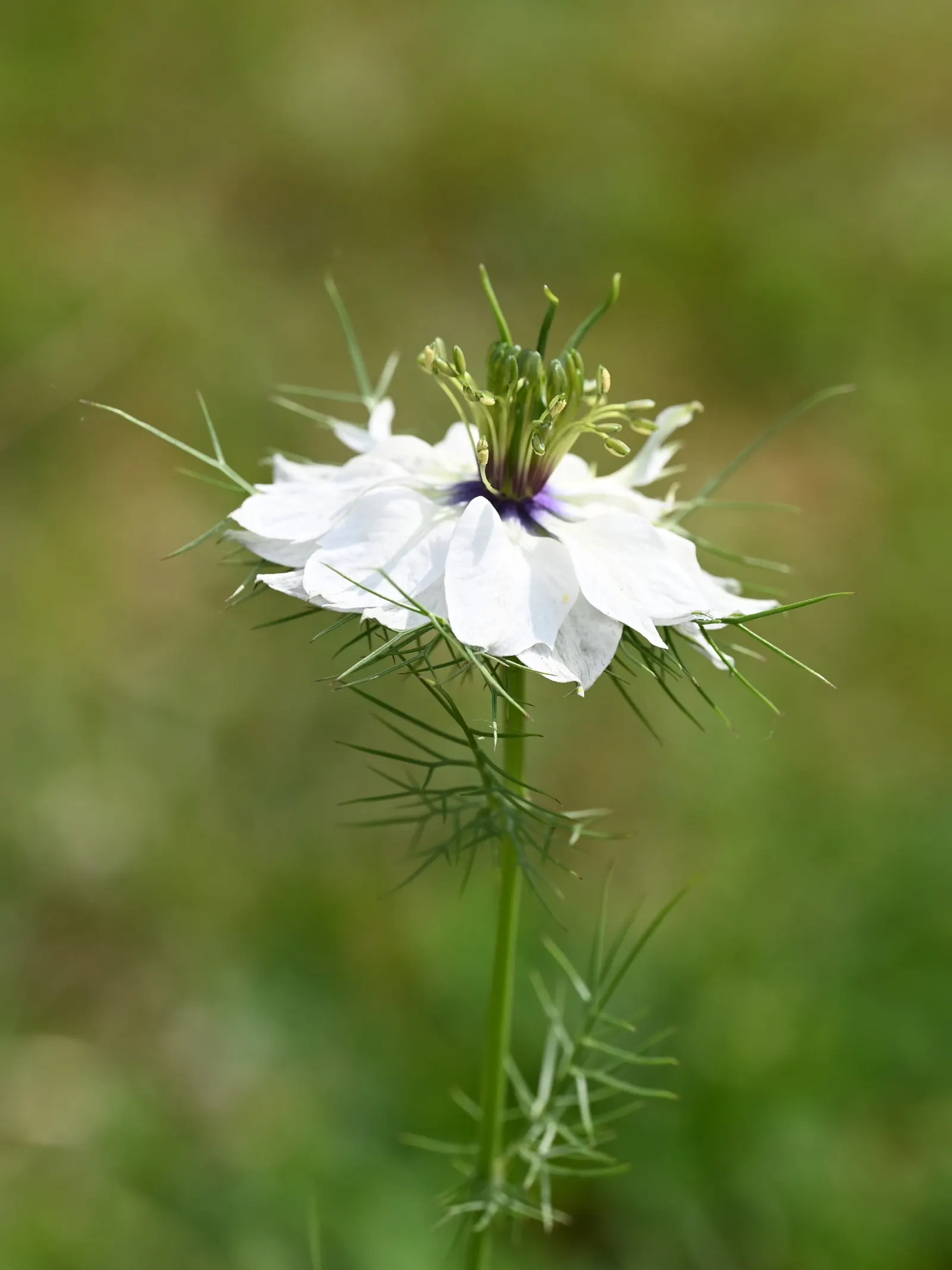Bishop's Wort (Stachys Officinalis) — making it a low-maintenance option for gardeners; its foliage presents a rich, image 82