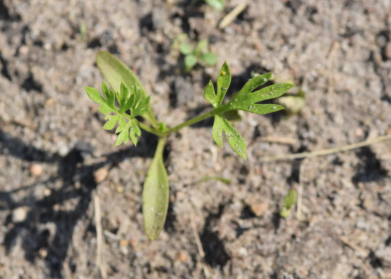 Bishop's Wort (Stachys Officinalis) — with foliage reaching roughly 1-1.5 ft wide; commonly referred to as Bishop's Wort or Betony, image 68