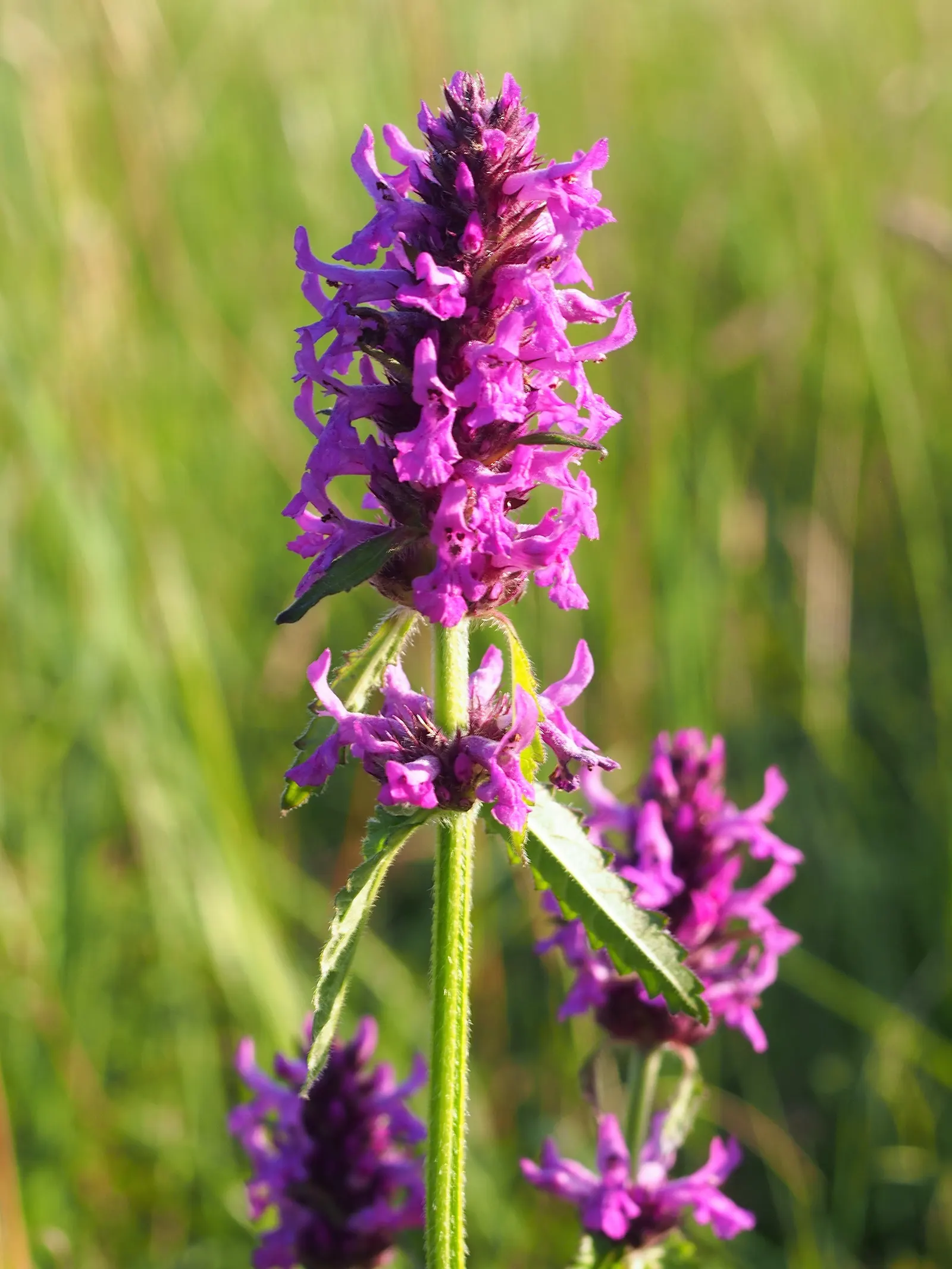 Bishop's Wort (Stachys Officinalis) — This plant typically reaches a height of about 1 to 2 feet and spreads approximately the same in width, image 135