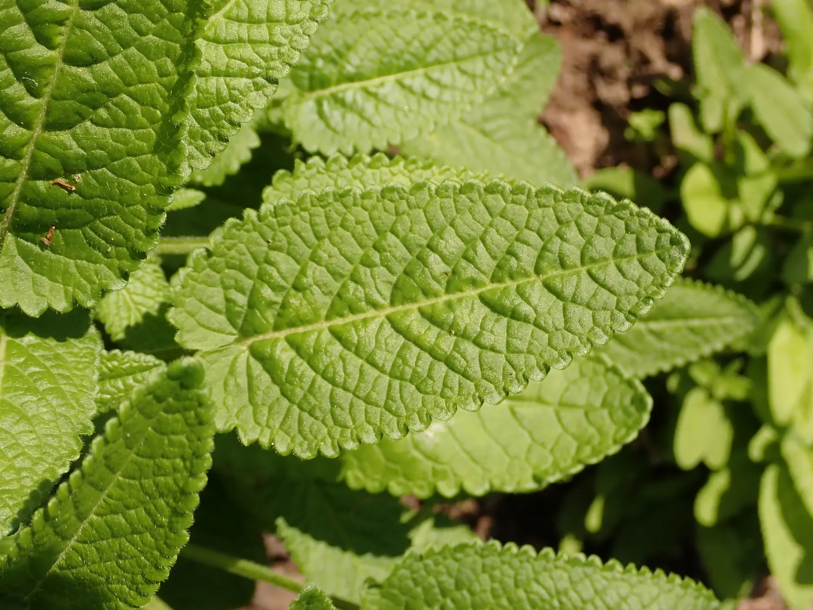 Bishop's Wort (Stachys Officinalis) — Renowned for its medicinal properties and magnetism for pollinators; this plant offers the dual benefits of, image 159