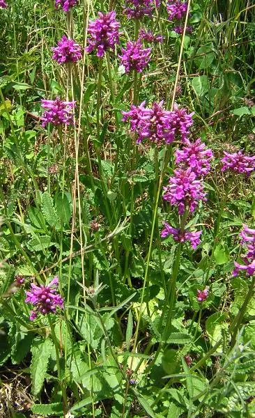 Bishop's Wort (Stachys Officinalis) — as well as encouraging wildlife presence; making it a unique addition to any garden design, image 148
