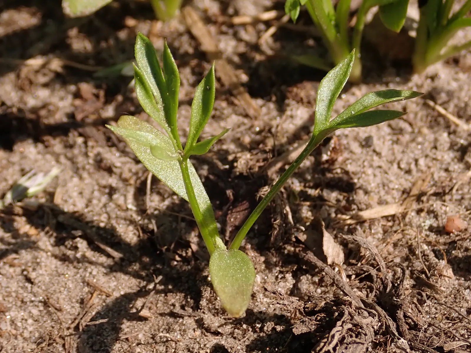 Bishop's Wort (Stachys Officinalis) — deep green color with leaves that are gently serrated; is a perennial herb valued for its spikes of vibrant, image 76