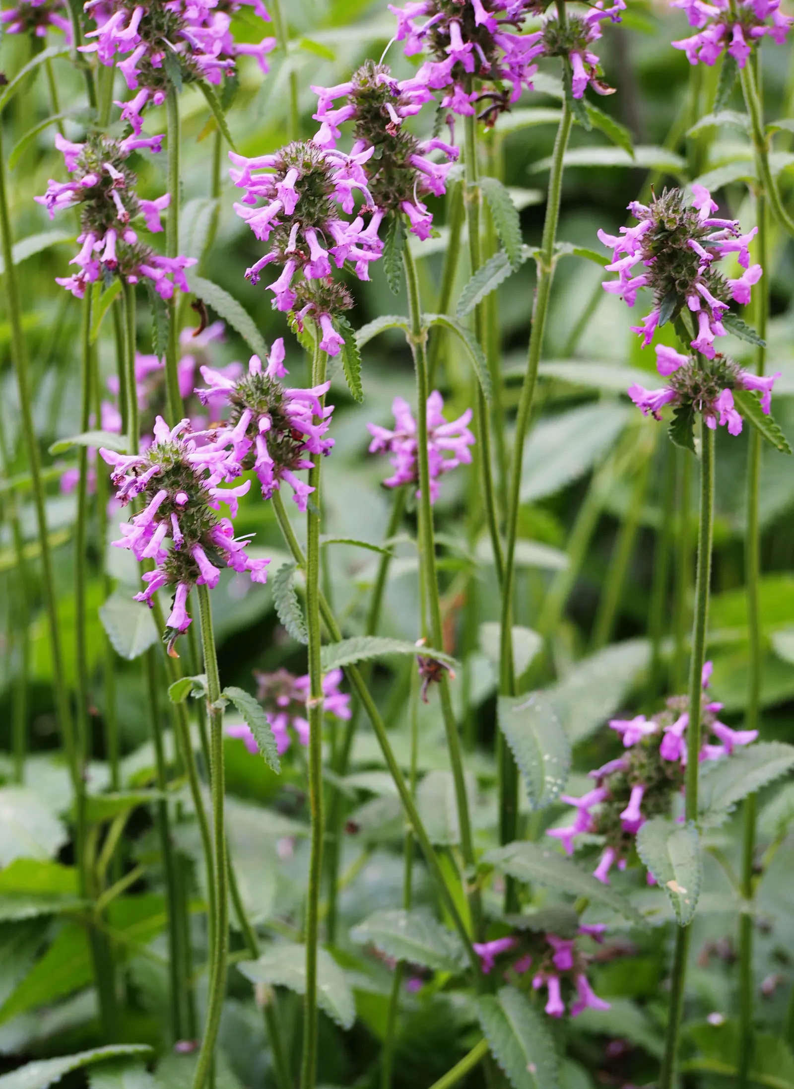 Bishop's Wort (Stachys Officinalis) — commonly referred to as Bishop's Wort or Betony; withstanding temperatures well below freezing.<br><br>For, image 132