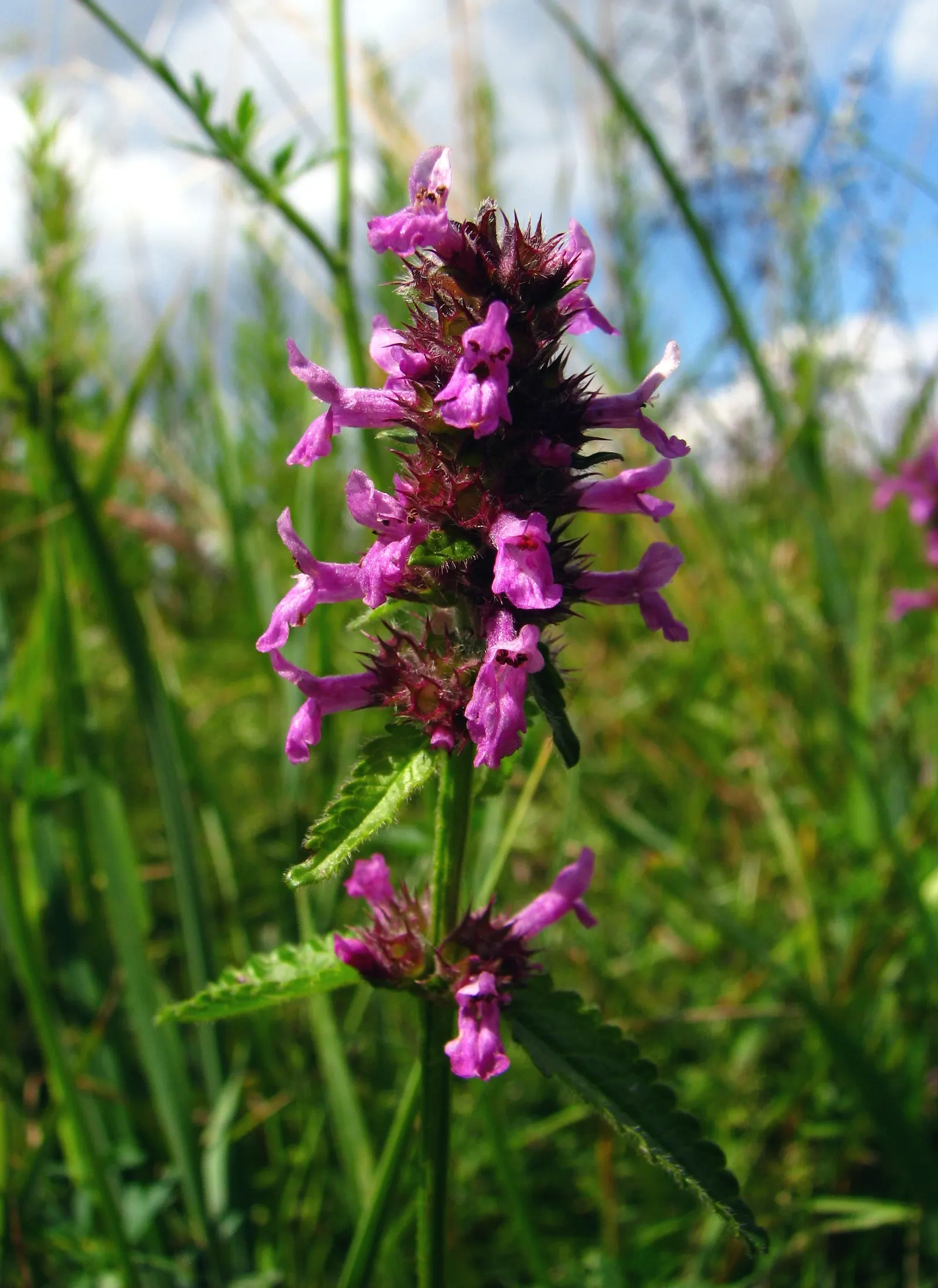 Bishop's Wort (Stachys Officinalis) — is a perennial herb valued for its spikes of vibrant purple flowers atop 1-2 ft stalks