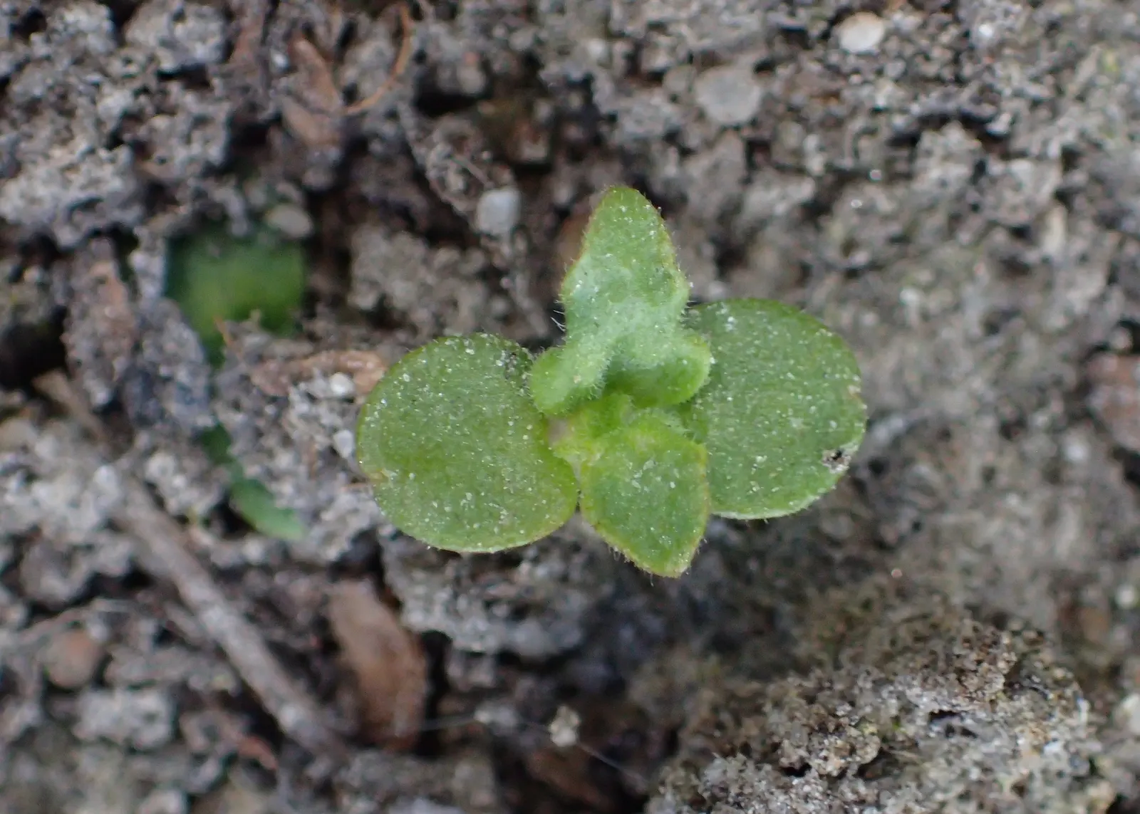 Bishop's Wort (Stachys Officinalis) — its compact clumping habit; commonly known as Bishop's Wort or Betony, image 160