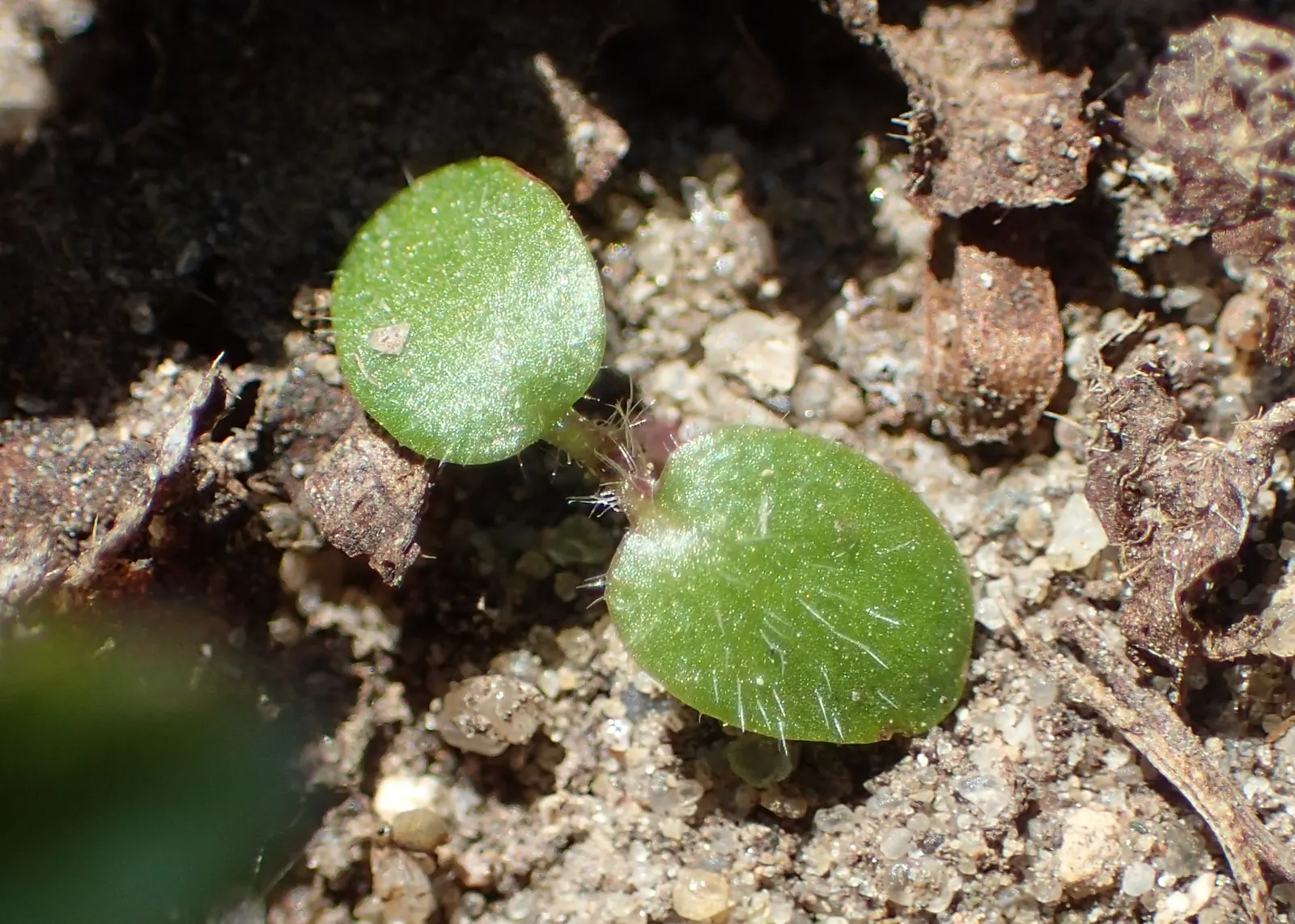 Bishop's Wort (Stachys Officinalis) — promoting biodiversity in the garden.<br><br>Preferring full sun to partial shade; perennial with pink and, image 173