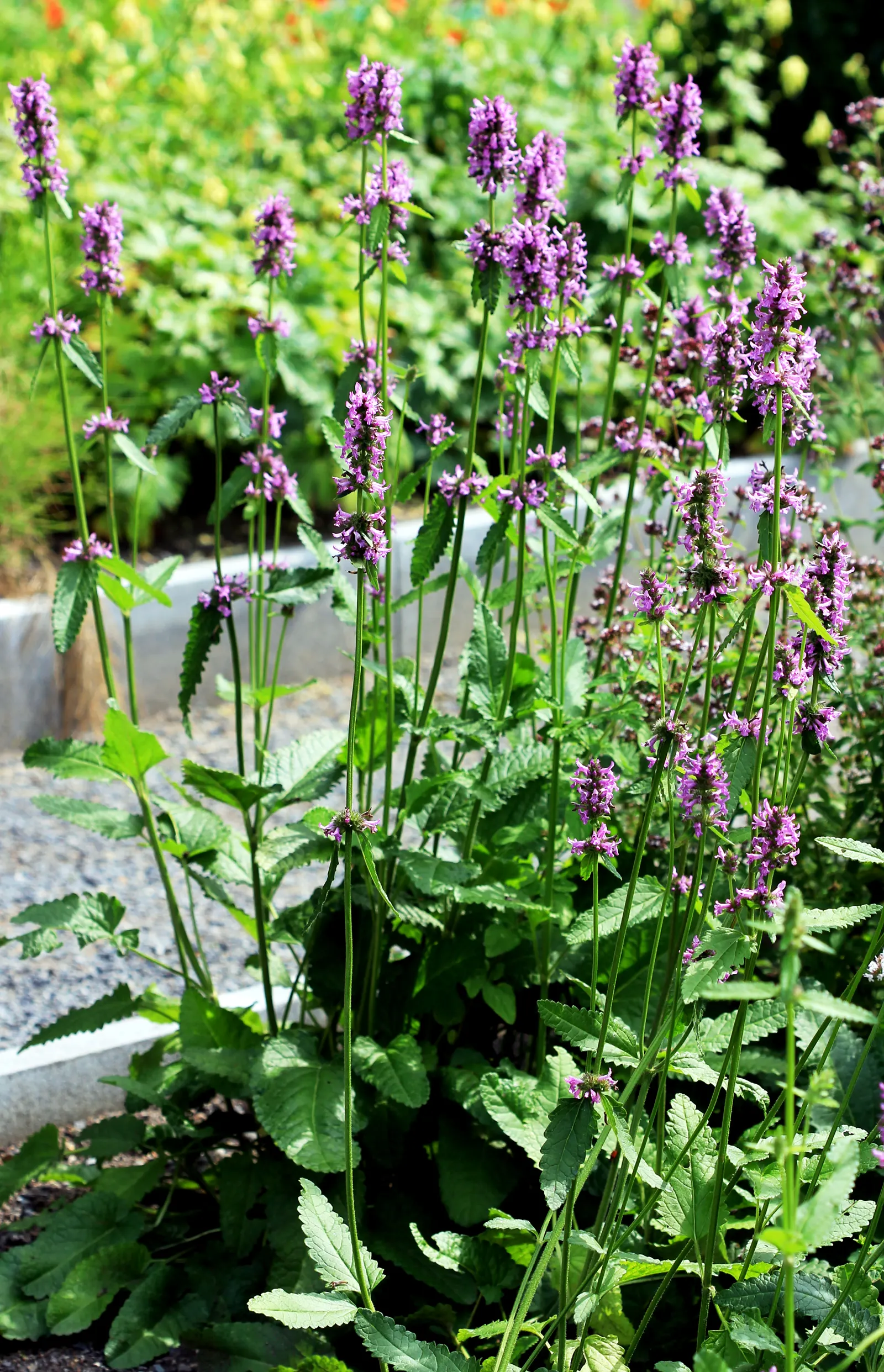 Bishop's Wort (Stachys Officinalis) — this plant offers the dual benefits of visual appeal and historical significance; set against whorls of, image 149
