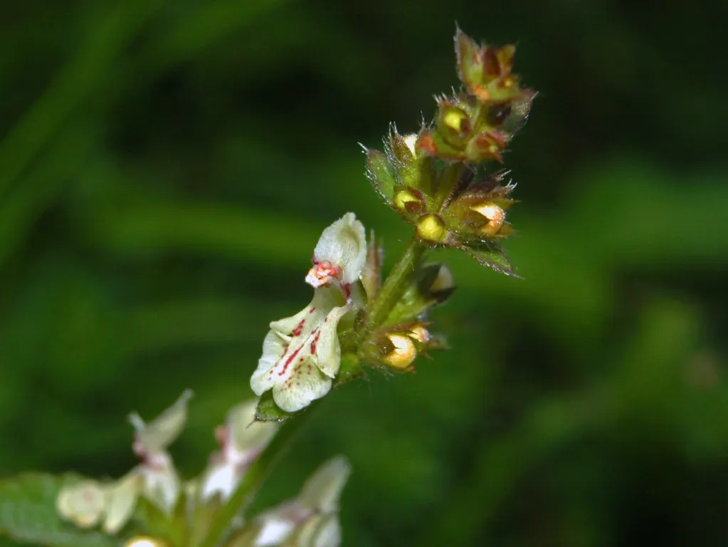 Bishop's Wort (Stachys Officinalis) — tubular flowers that are often a vibrant shade of purple or sometimes pink, image 171