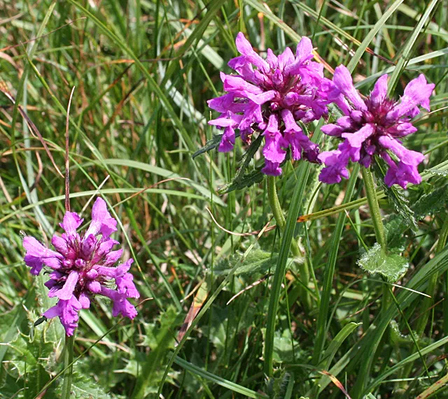 Bishop's Wort (Stachys Officinalis) — with foliage reaching roughly 1-1.5 ft wide; commonly referred to as Bishop's Wort or Betony, image 161