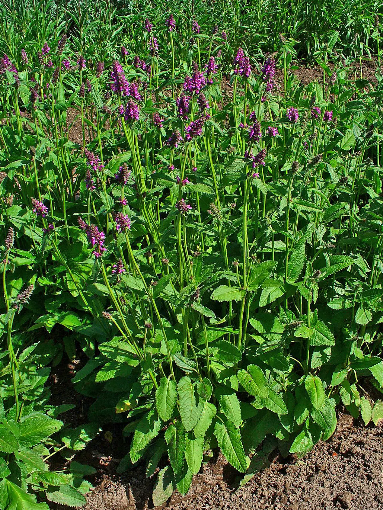 Bishop's Wort (Stachys Officinalis) — as it was once believed to have various healing properties; as well as encouraging wildlife presence, image 150