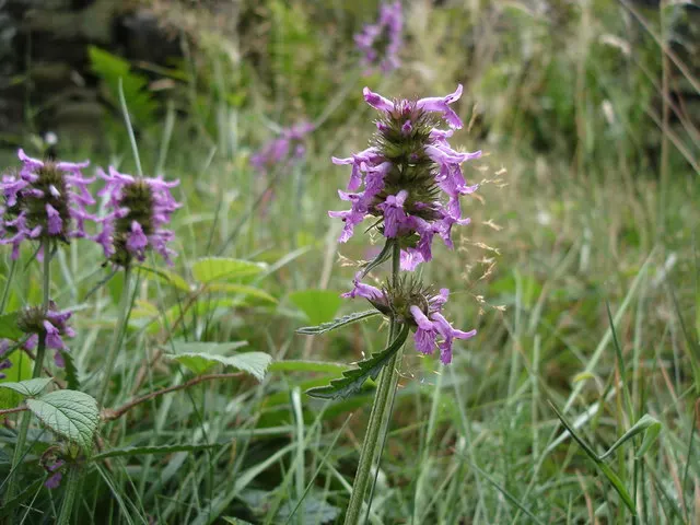 Bishop's Wort (Stachys Officinalis) — promoting biodiversity in the garden.<br><br>Preferring full sun to partial shade; perennial with pink and, image 142