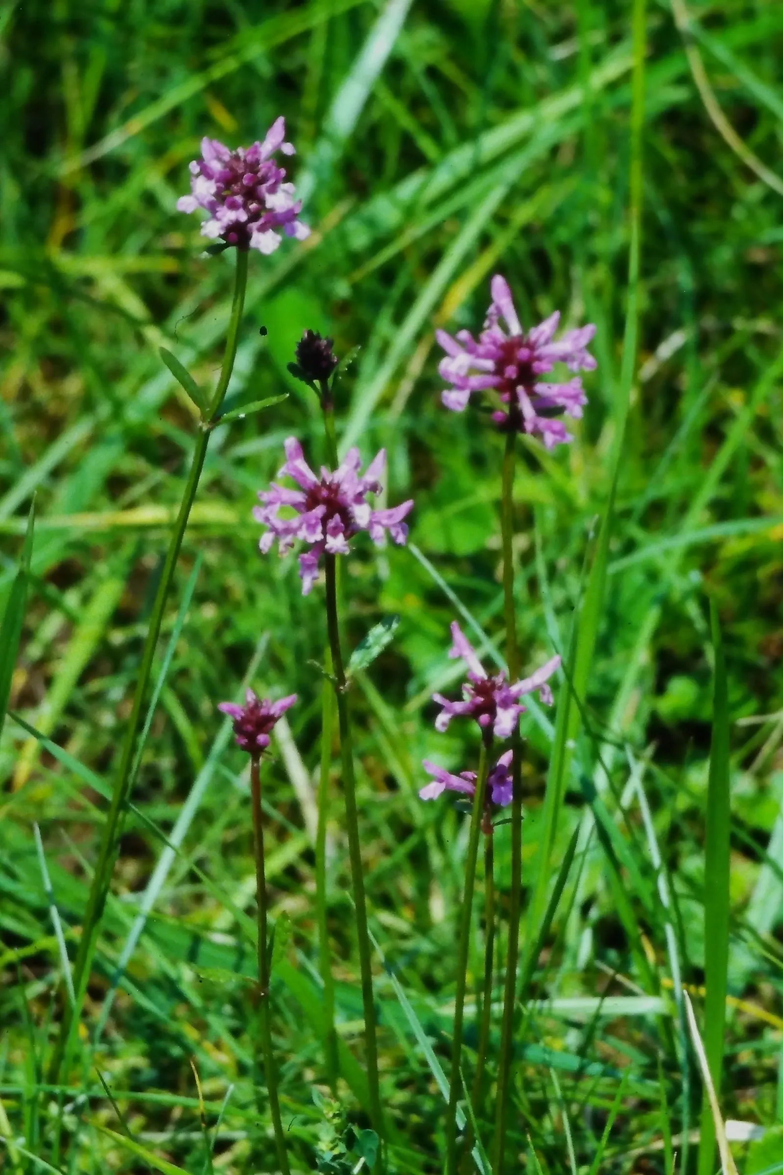 Bishop's Wort (Stachys Officinalis) — is a perennial herb that offers both aesthetic charm and historical medicinal uses; pink and red flowers in, image 133