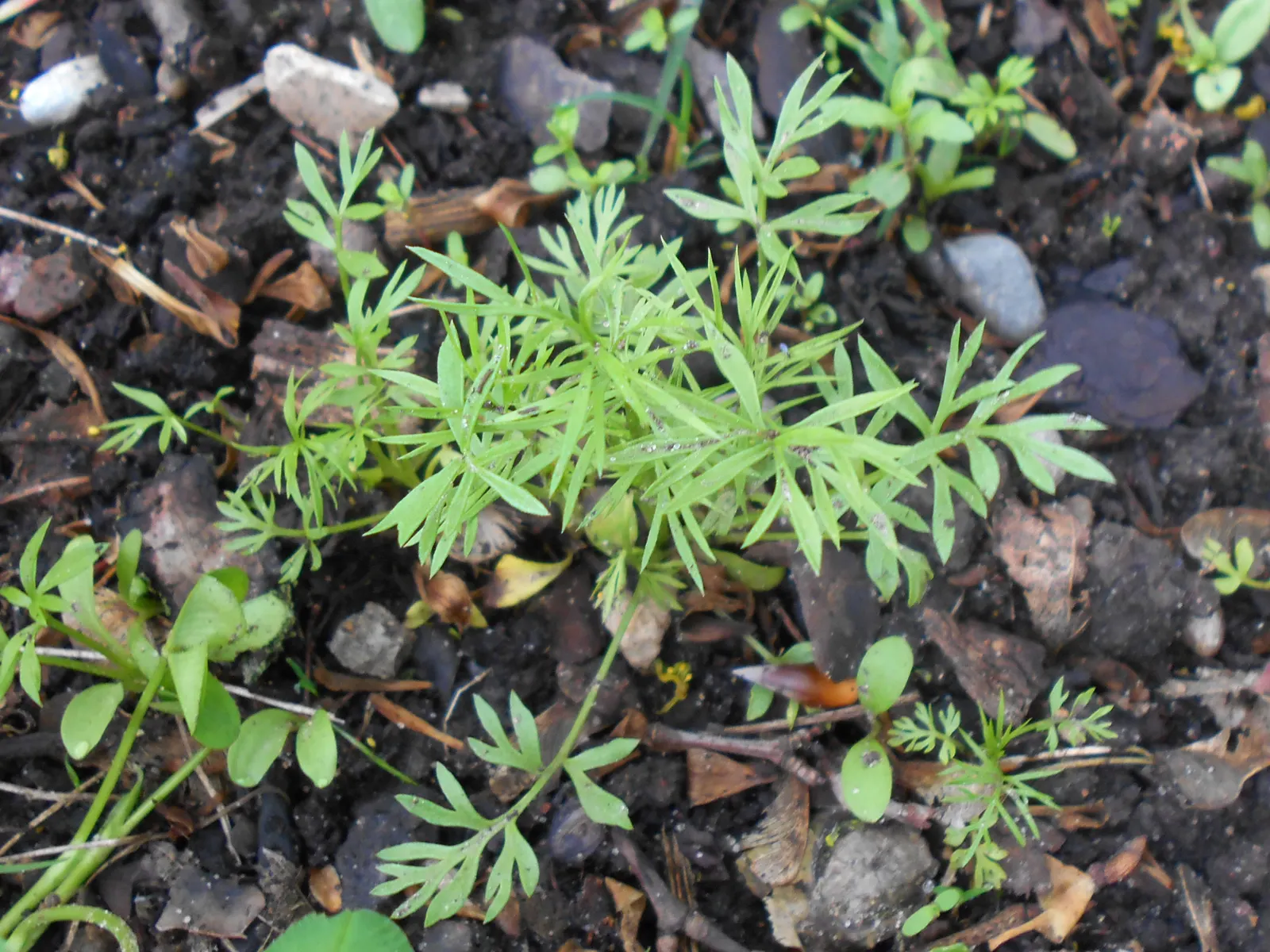 Bishop's Wort (Stachys Officinalis) — commonly known as Bishop's Wort or Betony; renowned for its medicinal properties and magnetism for pollinators, image 94