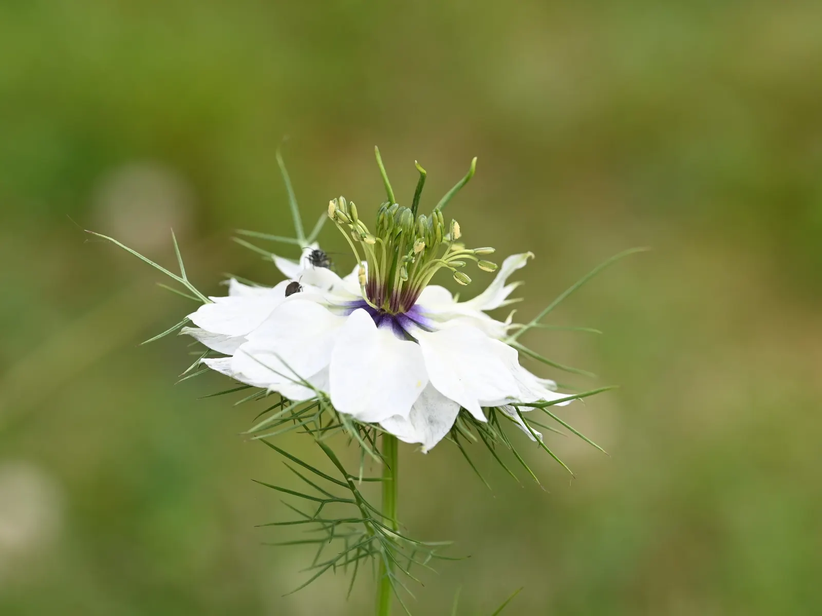 Bishop's Wort (Stachys Officinalis) — Renowned for its medicinal properties and magnetism for pollinators; this plant offers the dual benefits of, image 66