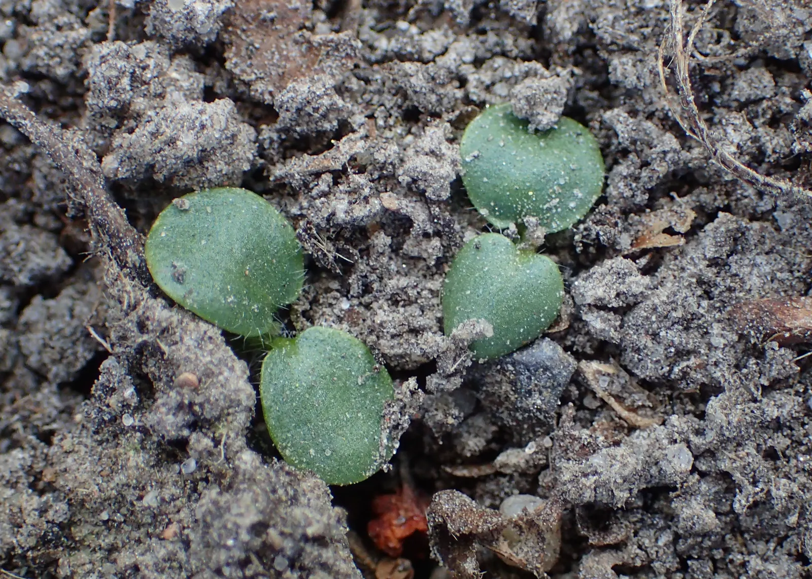 Bishop's Wort (Stachys Officinalis) — makes it an ideal choice for borders and cottage gardens; textured look.<br><br>Bishop's Wort blooms from, image 162