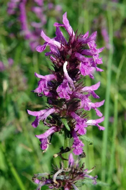 Bishop's Wort (Stachys Officinalis) — It is hardy in USDA zones 4 through 8; making it a low-maintenance option for gardeners, image 145