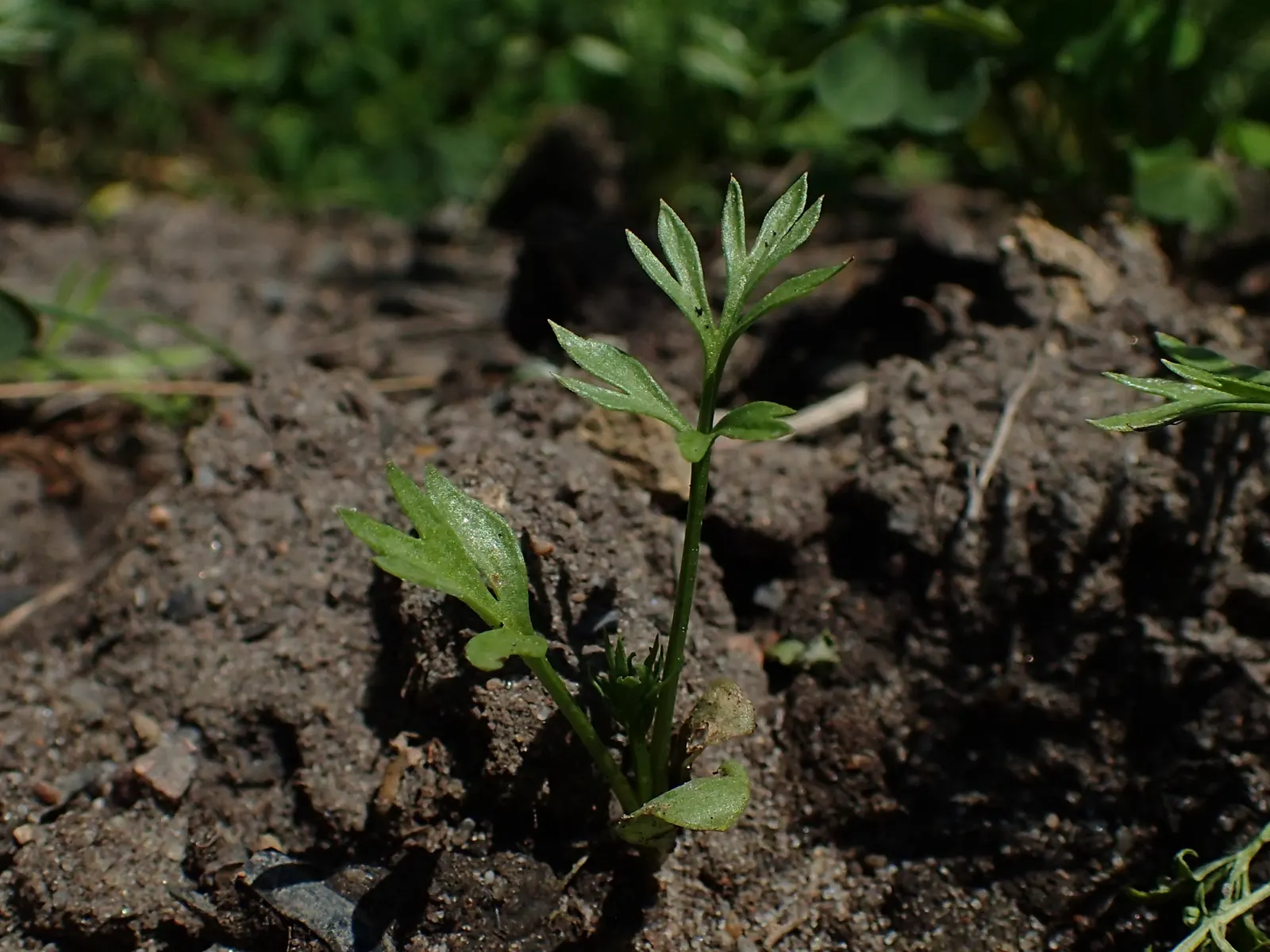 Bishop's Wort (Stachys Officinalis) — Flourishing in USDA zones 4-8, it thrives in well-drained soil with full sun to partial shade; promoting, image 65