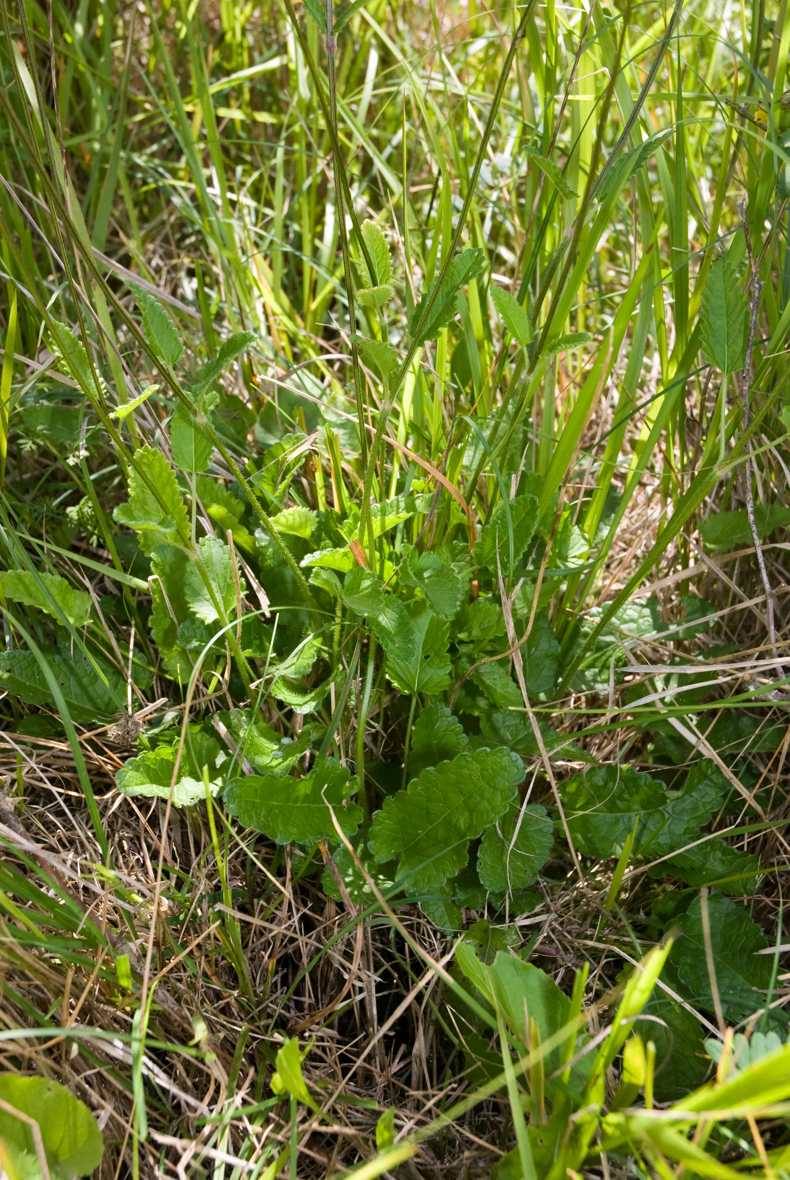 Bishop's Wort (Stachys Officinalis) — is a perennial herb valued for its spikes of vibrant purple flowers atop 1-2 ft stalks; this plant typically, image 157