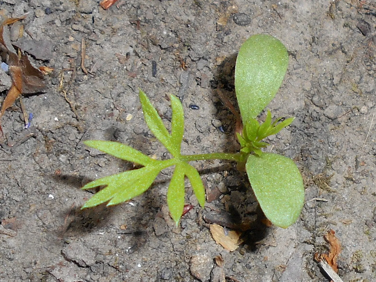 Bishop's Wort (Stachys Officinalis) — set against whorls of foliage; incorporating Bishop's Wort can add a sense of tradition and natural beauty, image 79