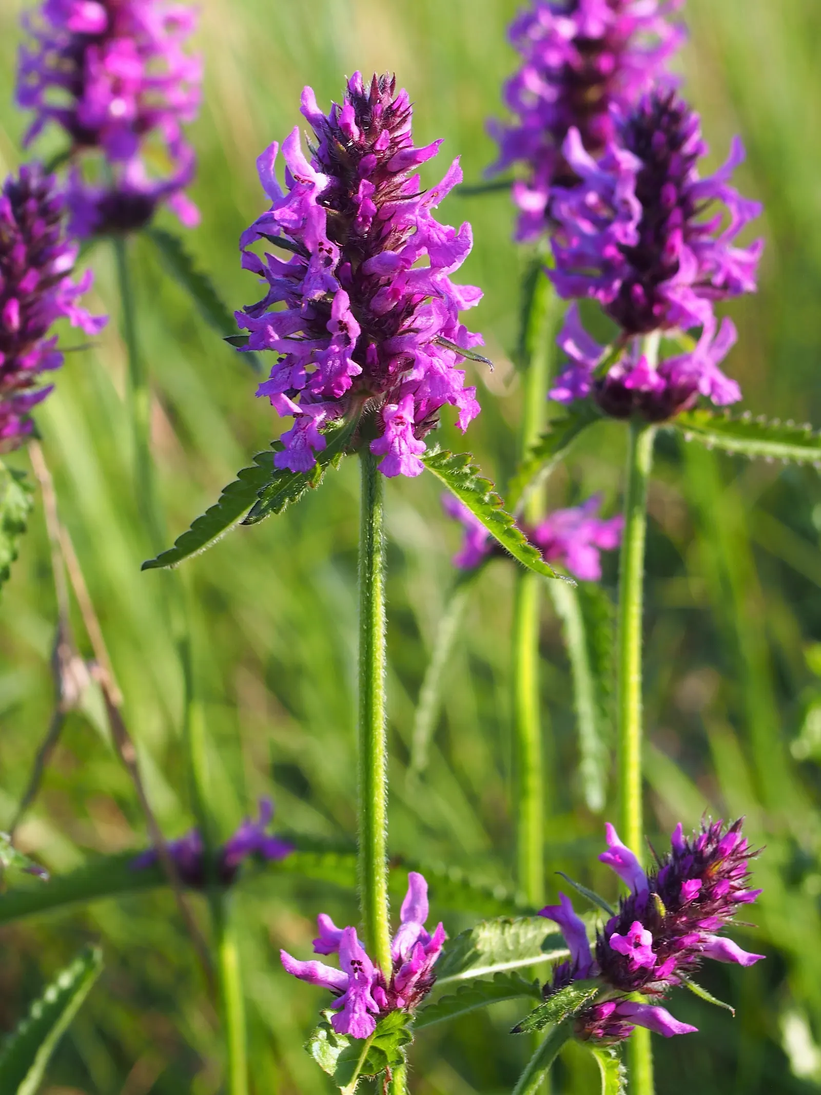 Bishop's Wort (Stachys Officinalis) — tubular flowers that are often a vibrant shade of purple or sometimes pink, image 140