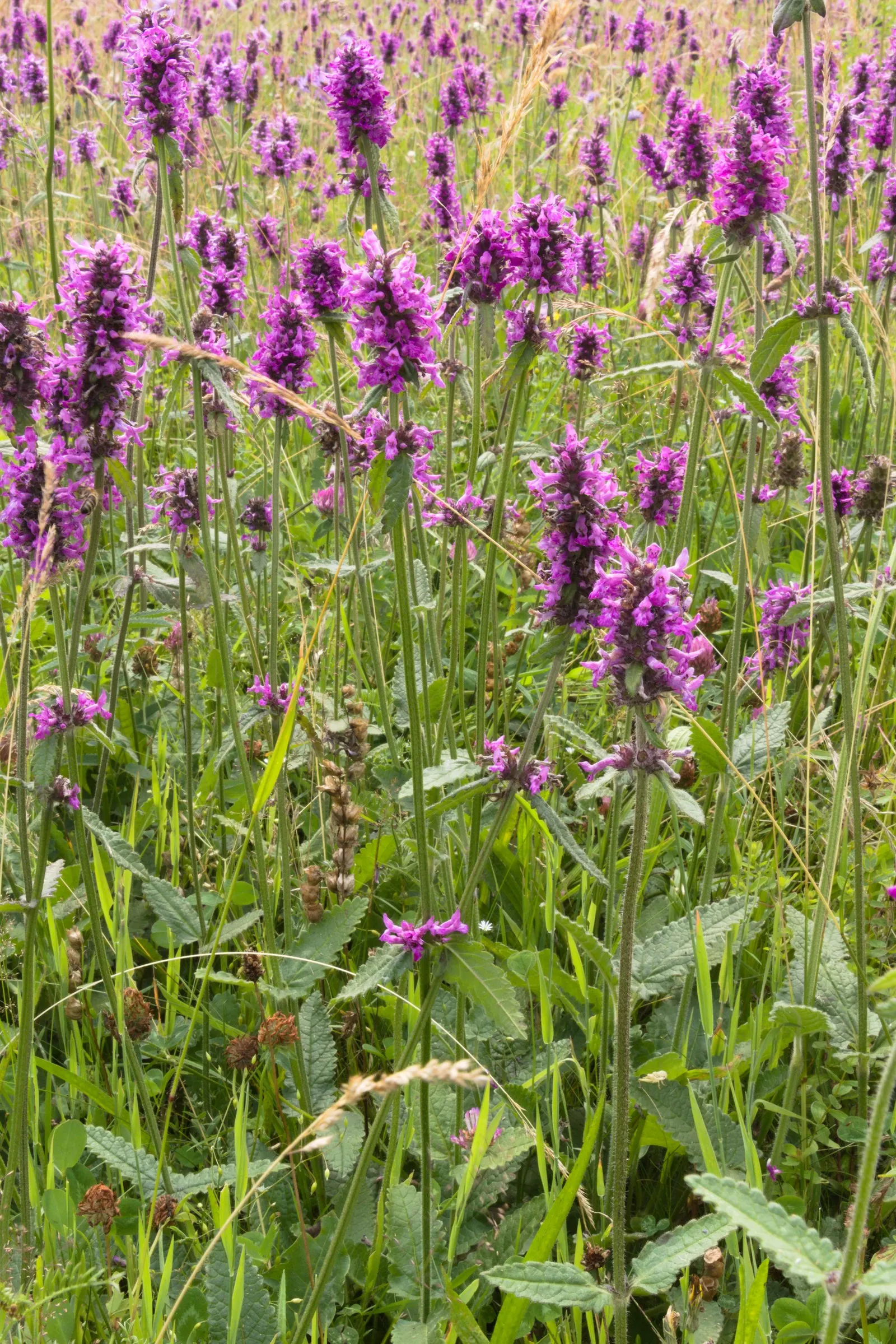 Bishop's Wort (Stachys Officinalis) — Its foliage presents a rich; as it was once believed to have various healing properties, image 168