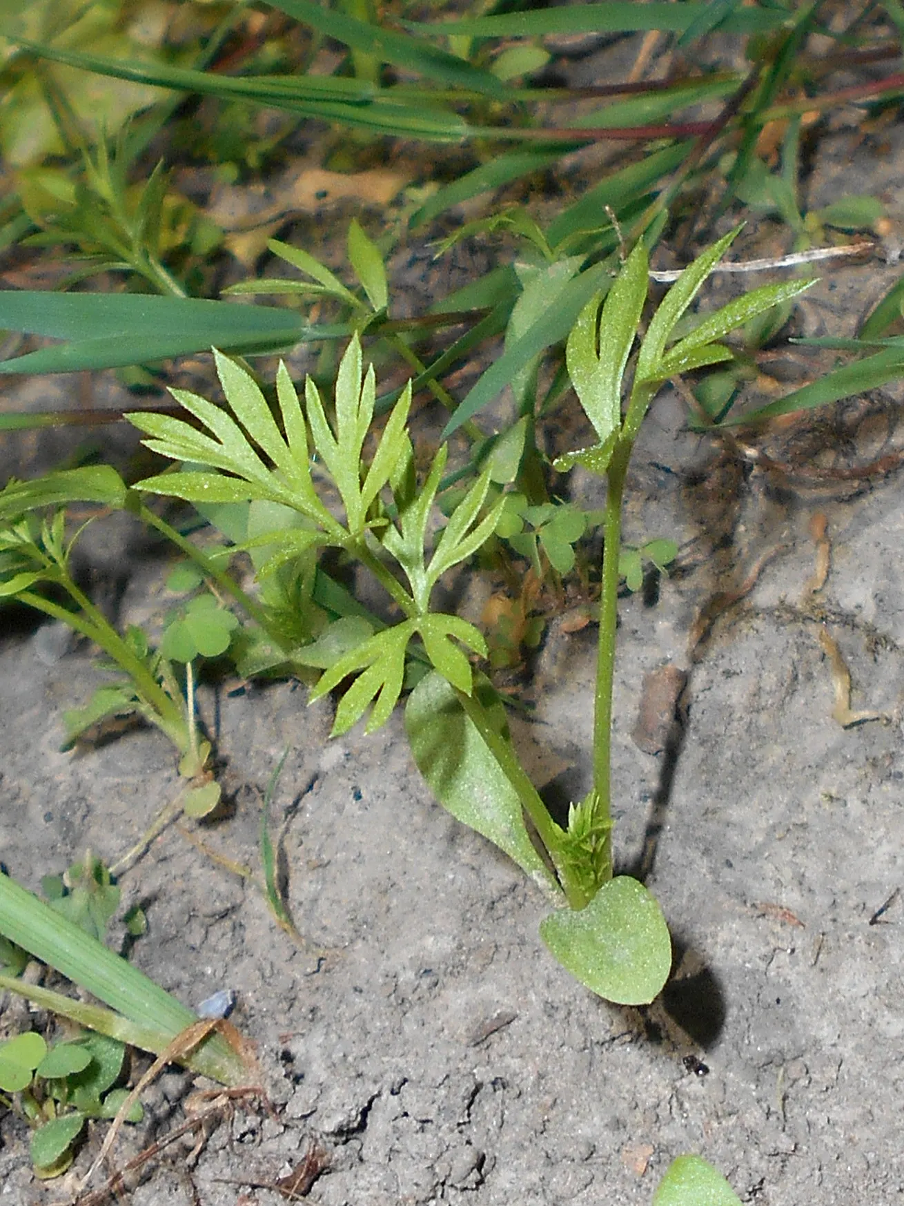 Bishop's Wort (Stachys Officinalis) — perennial with pink and red blooms; it is hardy in USDA zones 4 through 8, image 92