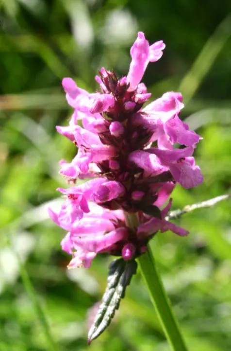 Bishop's Wort (Stachys Officinalis) — This plant typically reaches a height of about 1 to 2 feet and spreads approximately the same in width, image 166