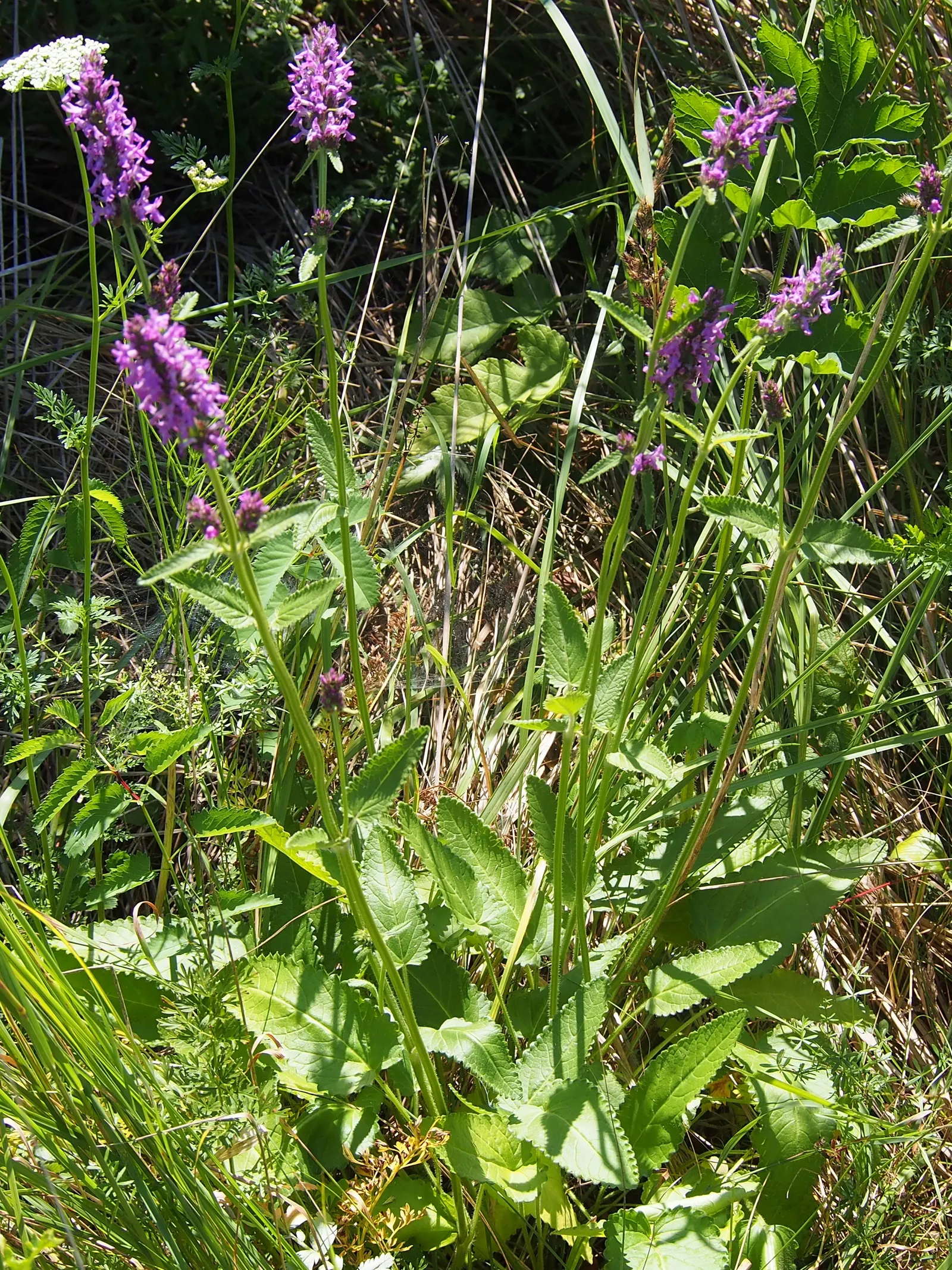 Bishop's Wort (Stachys Officinalis) — perennial with pink and red blooms; it is hardy in USDA zones 4 through 8, image 154