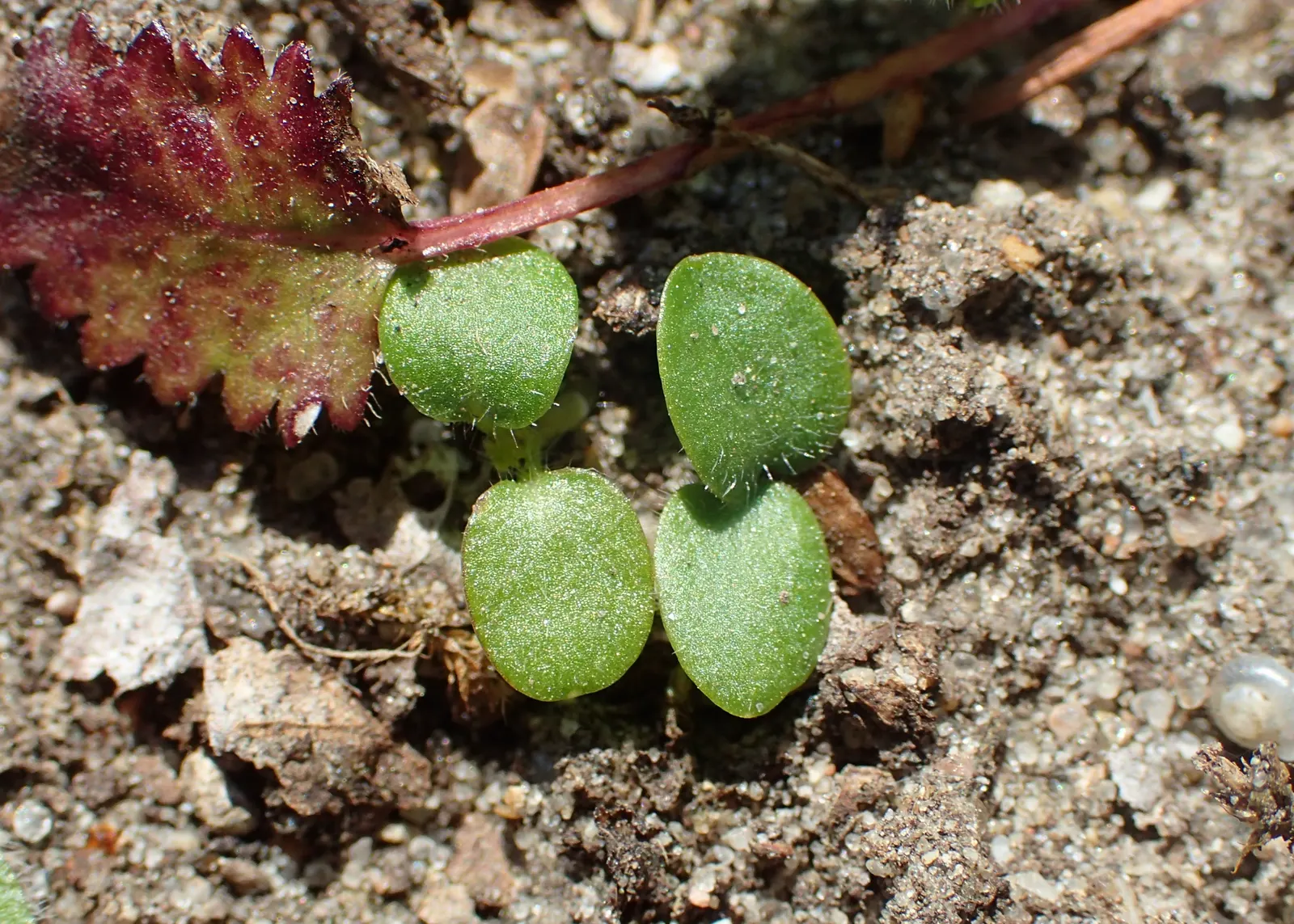 Bishop's Wort (Stachys Officinalis) — Stachys officinalis thrives in well-drained soil and demonstrates moderate drought tolerance once, image 174