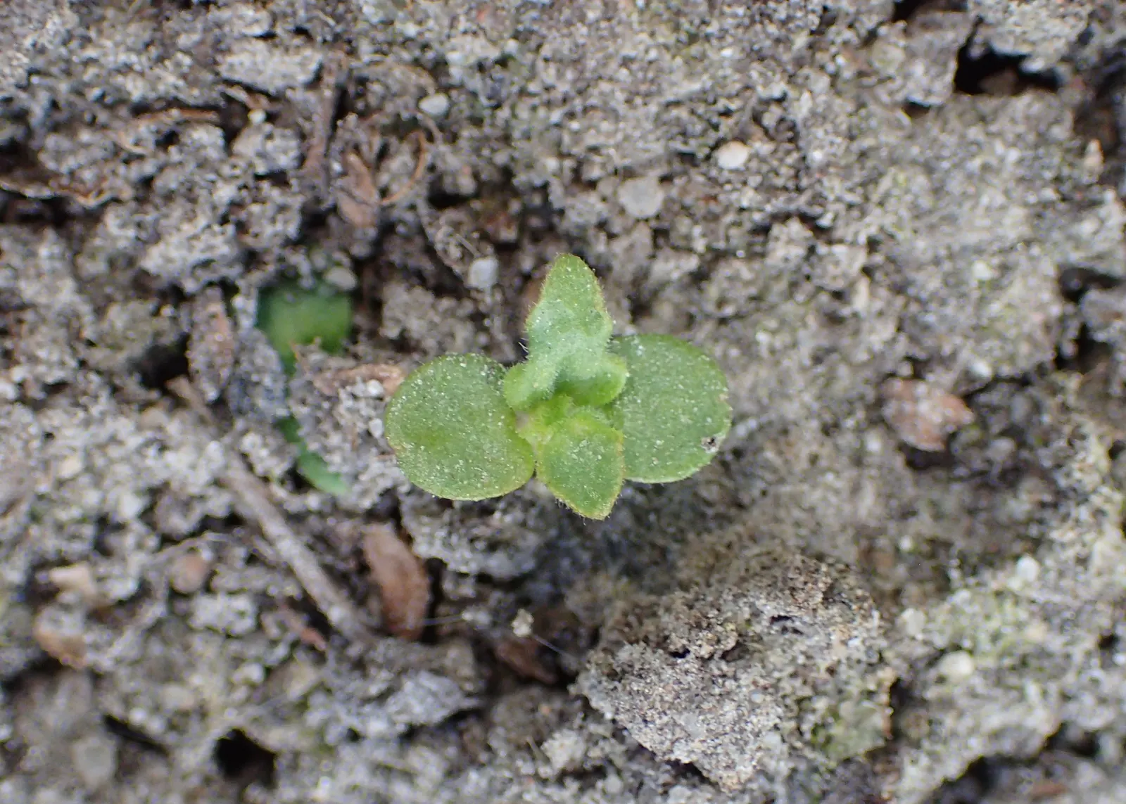 Bishop's Wort (Stachys Officinalis) — commonly known as Bishop's Wort or Betony