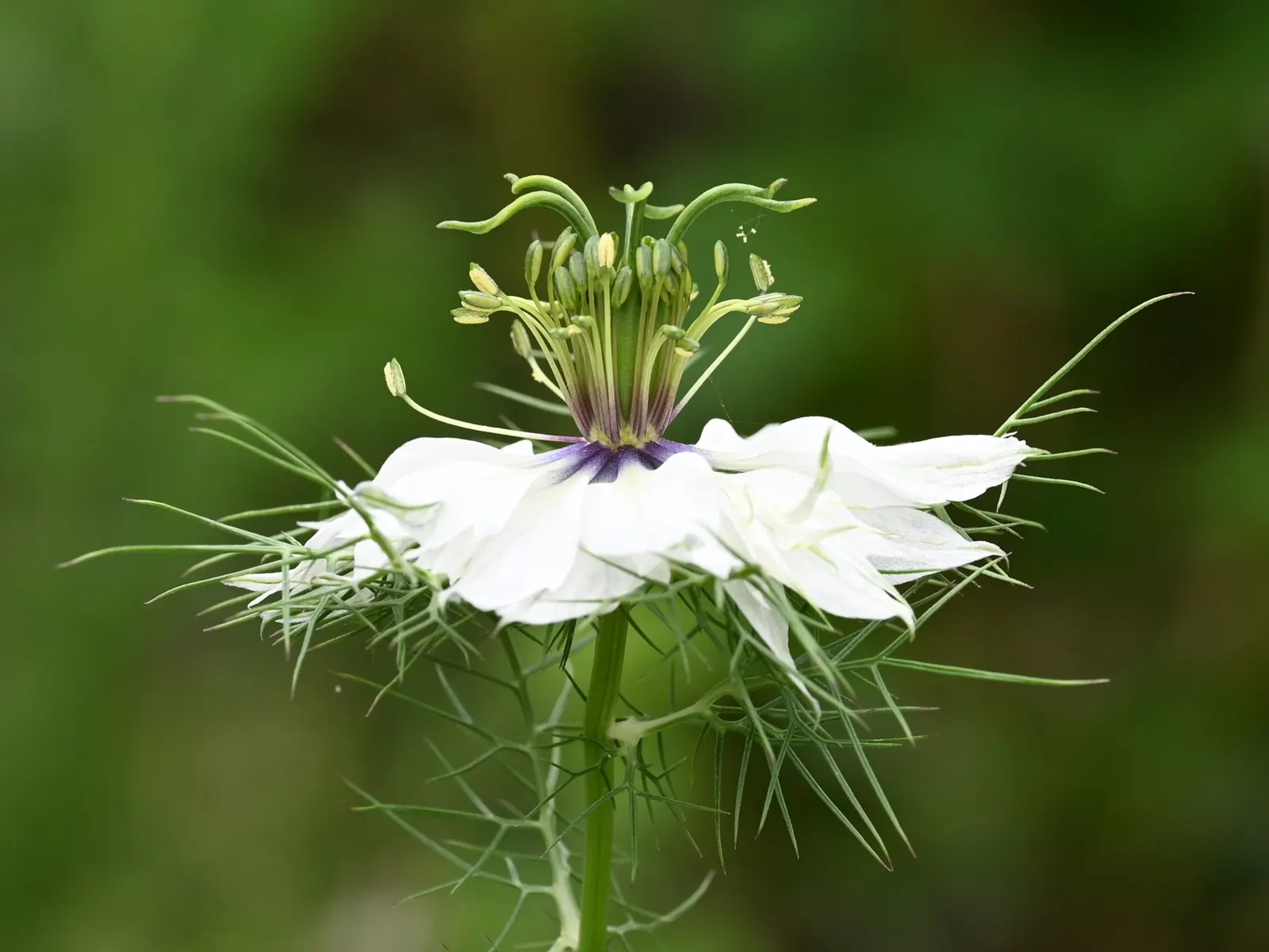 Bishop's Wort (Stachys Officinalis) — perennial for full or half; or as part of a cottage garden theme can create a scenic and harmonious outdoor space