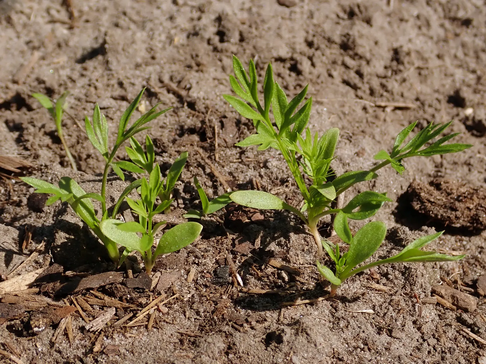 Bishop's Wort (Stachys Officinalis) — withstanding temperatures well below freezing.<br><br>For the landscape designer; careful placement within, image 84