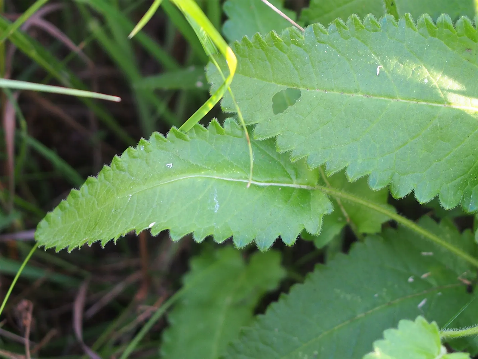 Bishop's Wort (Stachys Officinalis) — deep green color with leaves that are gently serrated; is a perennial herb valued for its spikes of vibrant, image 138
