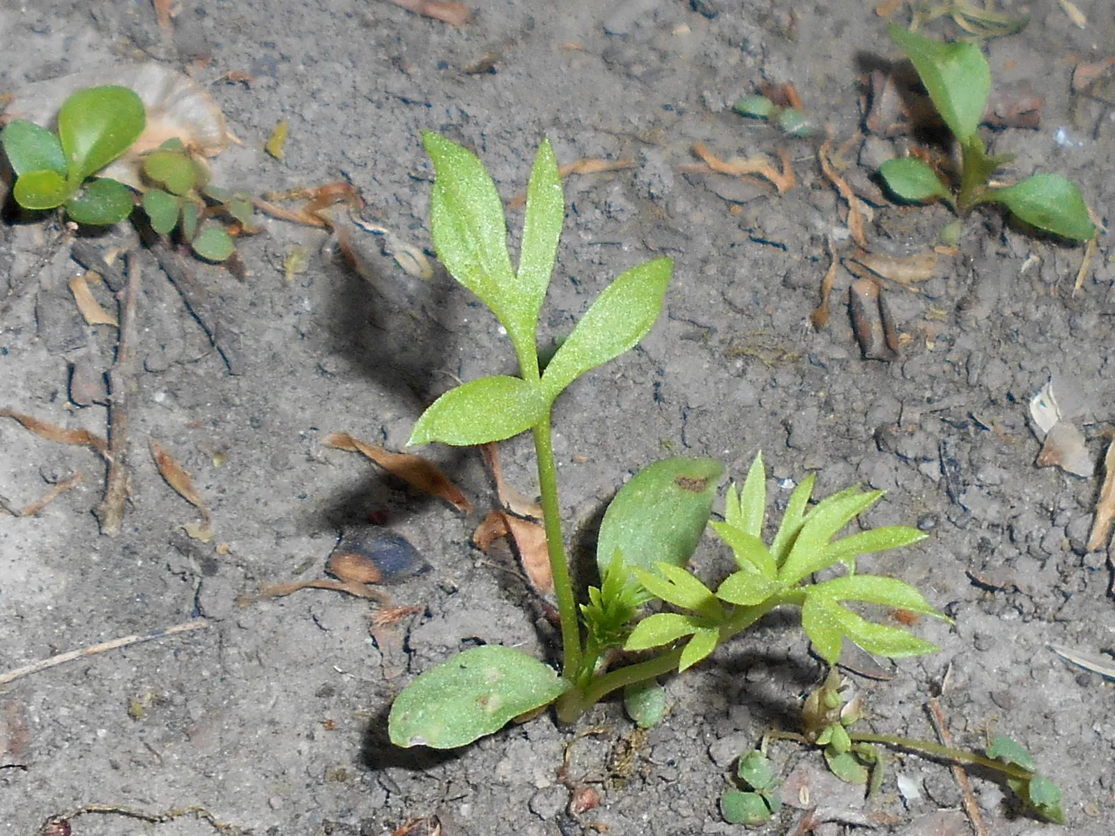 Bishop's Wort (Stachys Officinalis) — is a perennial herb that offers both aesthetic charm and historical medicinal uses; pink and red flowers in, image 71
