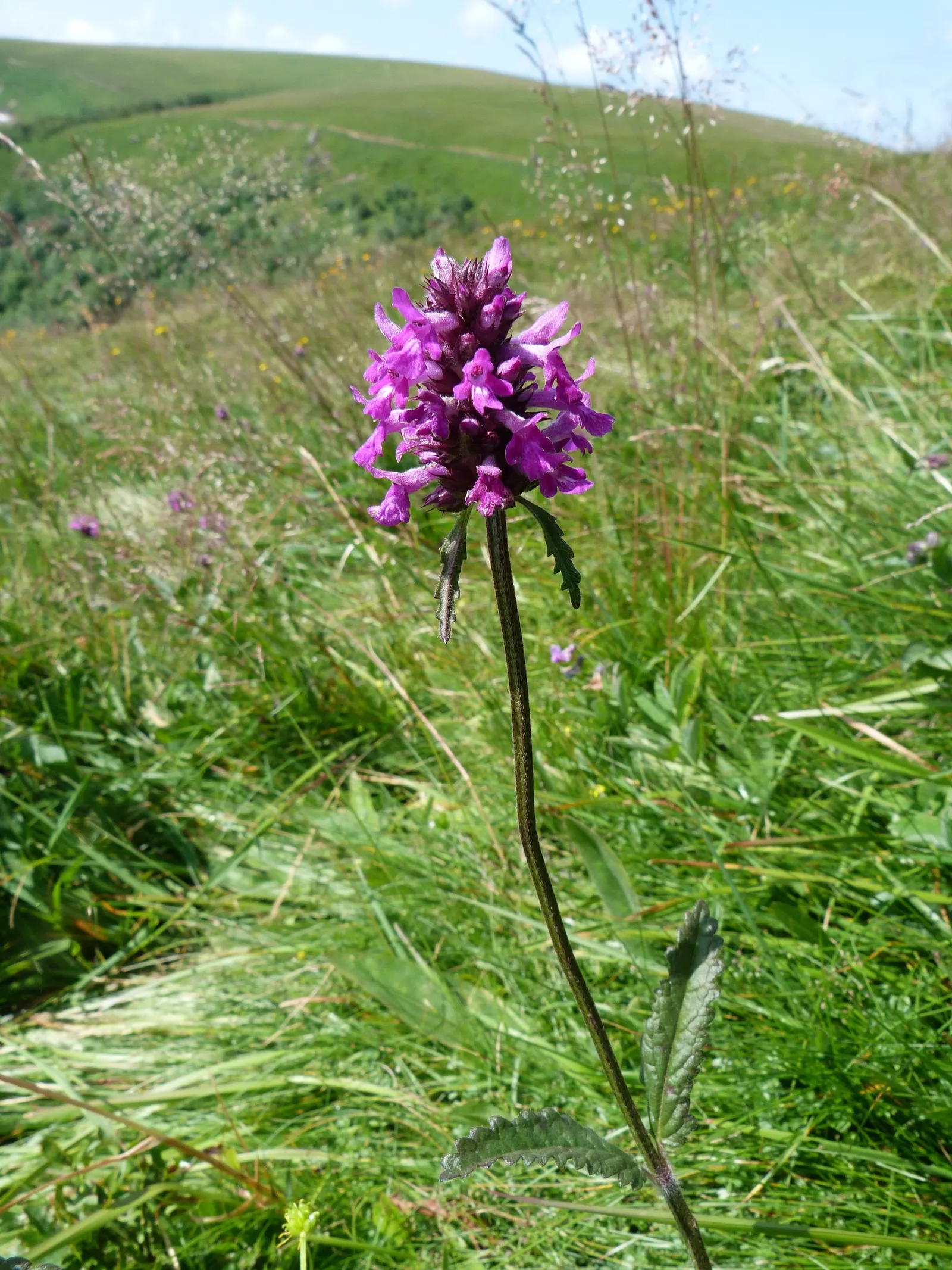Bishop's Wort (Stachys Officinalis) — Careful placement within borders; perennial for full or half, image 151