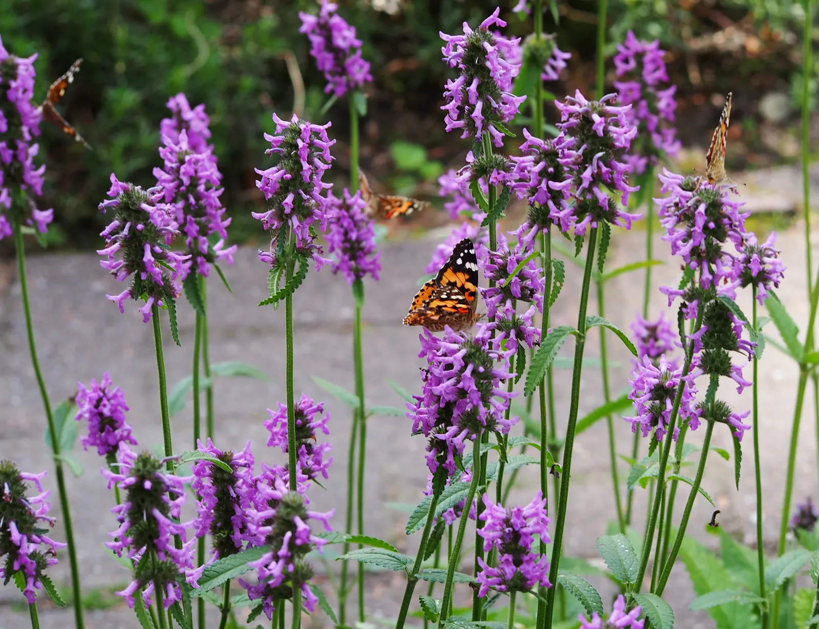 Bishop's Wort (Stachys Officinalis) — making it a low-maintenance option for gardeners; its foliage presents a rich, image 144