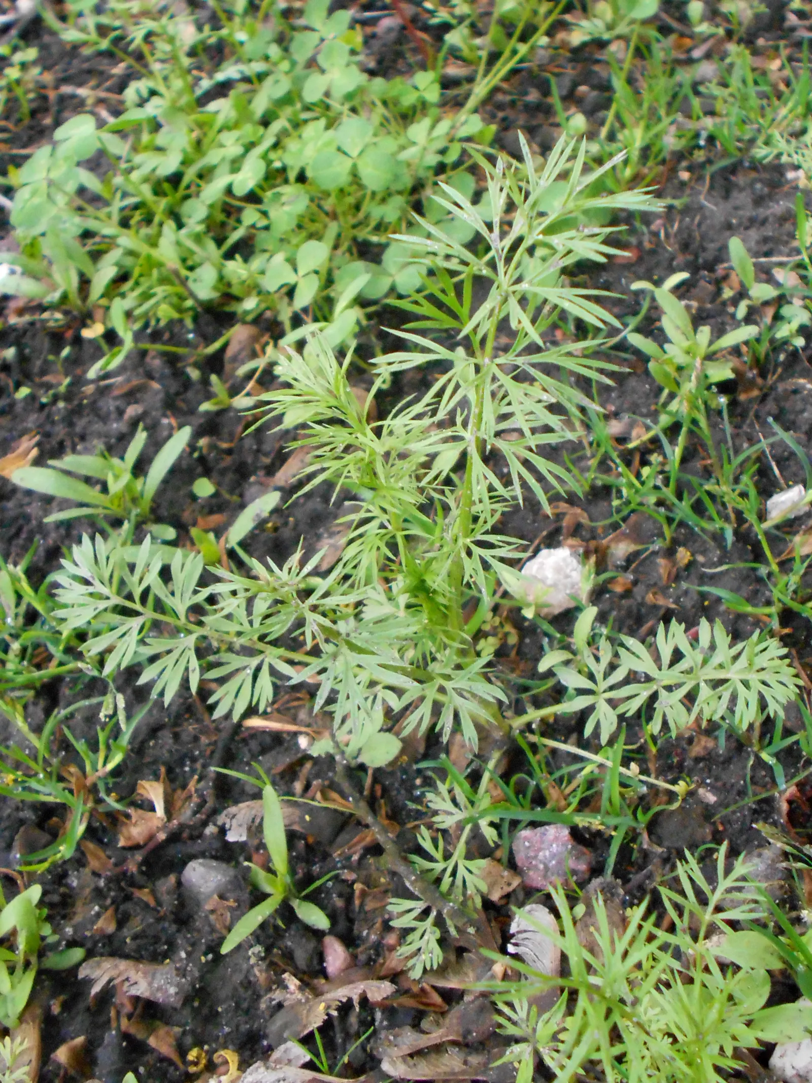 Bishop's Wort (Stachys Officinalis) — this plant offers the dual benefits of visual appeal and historical significance; set against whorls of, image 87