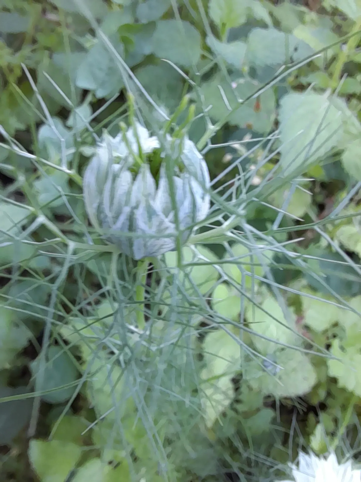 Bishop's Wort (Stachys Officinalis) — tubular flowers that are often a vibrant shade of purple or sometimes pink, image 78