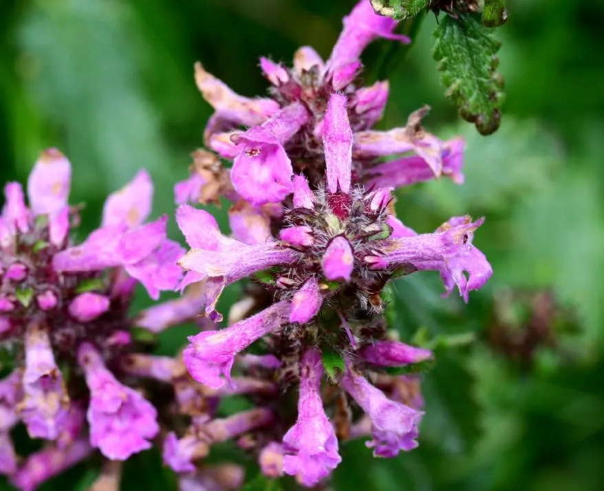 Bishop's Wort (Stachys Officinalis) — textured look.<br><br>Bishop's Wort blooms from early to late summer; is a perennial herb that offers both, image 170