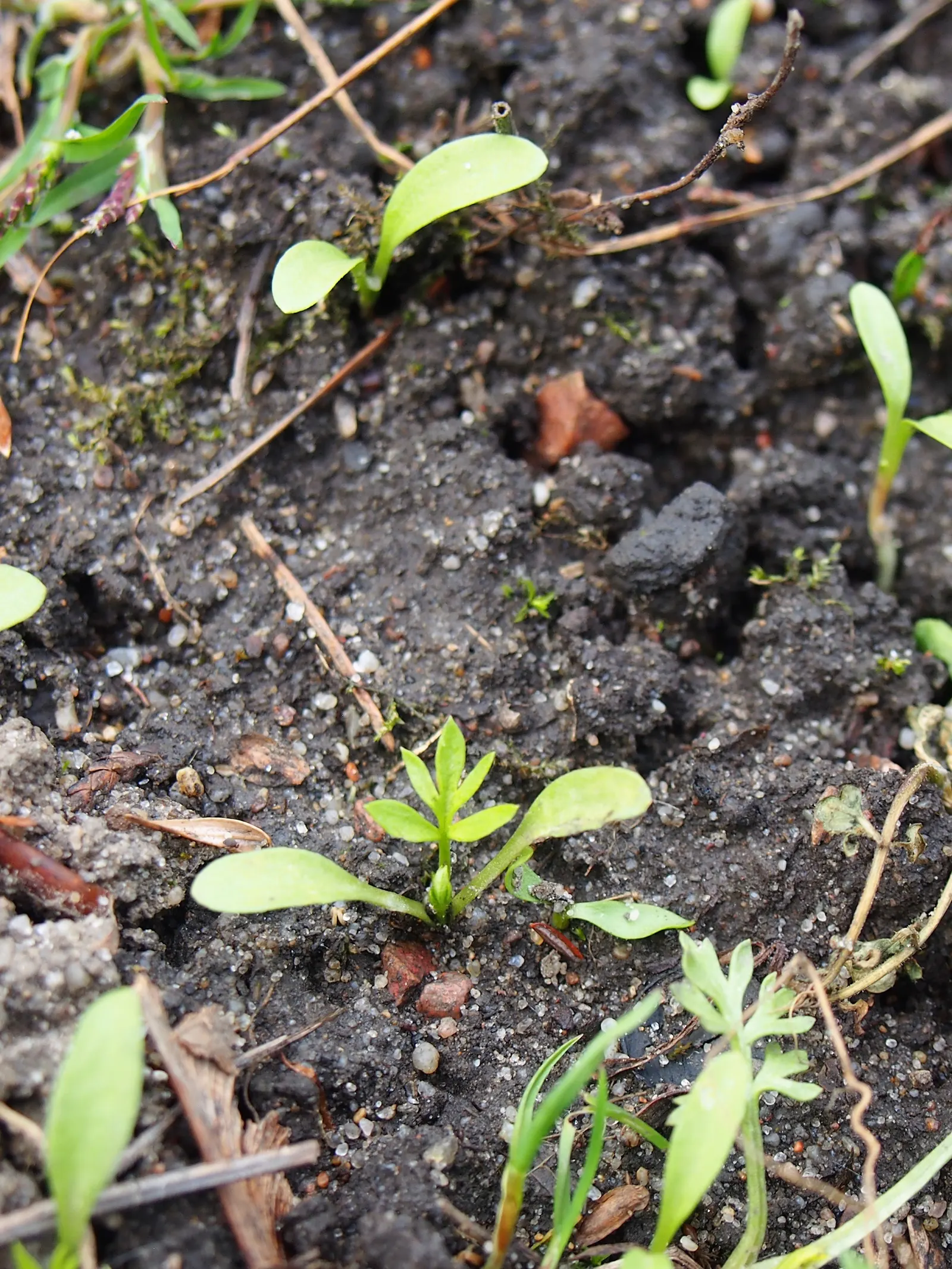 Bishop's Wort (Stachys Officinalis) — Flourishing in USDA zones 4-8, it thrives in well-drained soil with full sun to partial shade; promoting, image 96