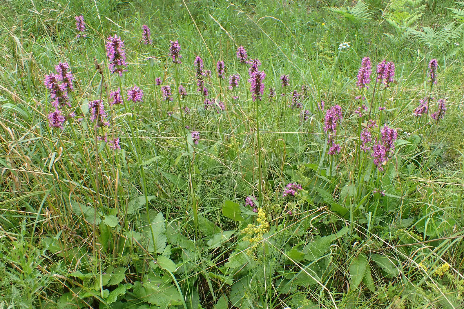 Bishop's Wort (Stachys Officinalis) — withstanding temperatures well below freezing.<br><br>For the landscape designer; careful placement within, image 146